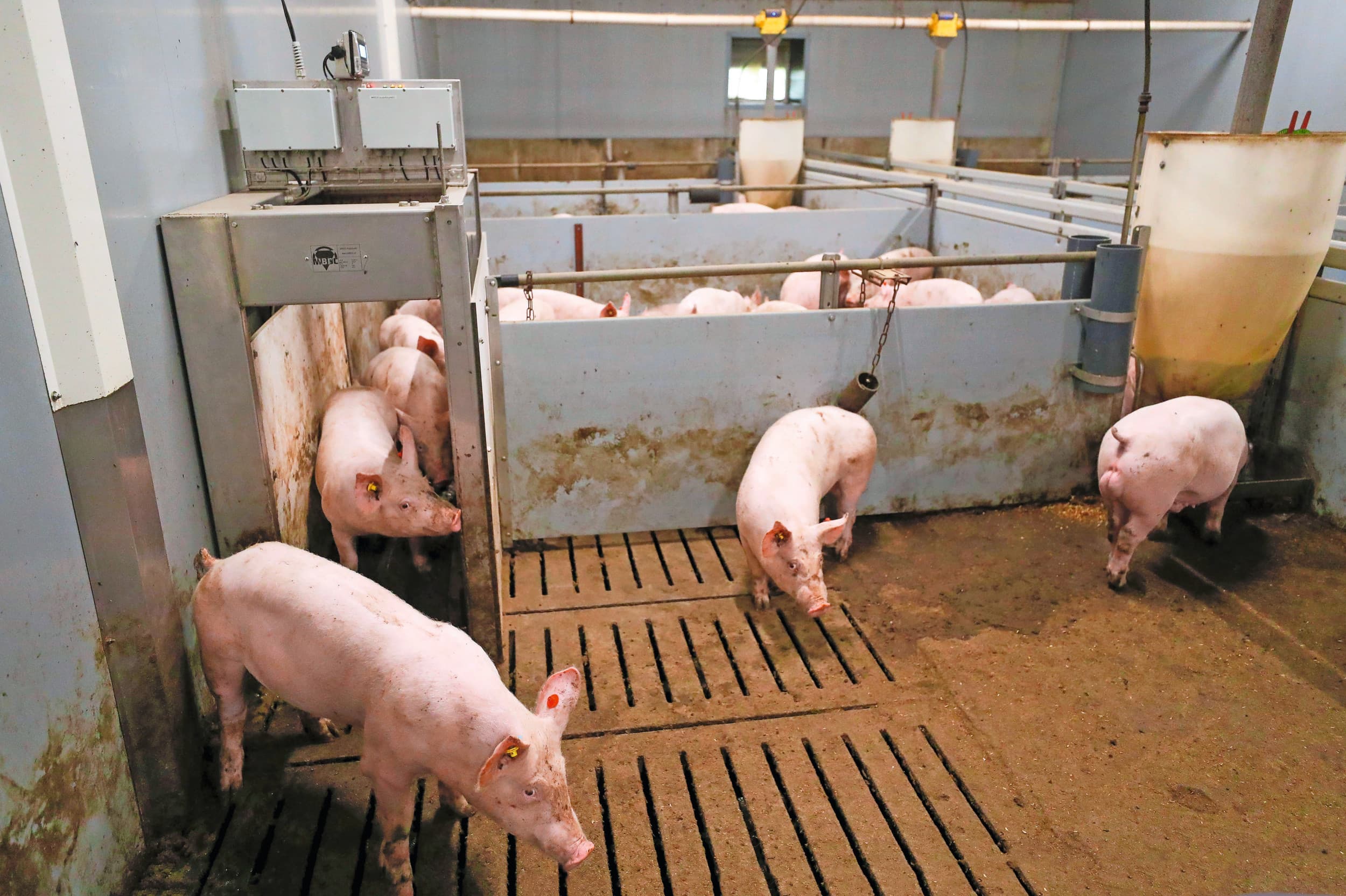 Met de komst van nieuwe technieken, zoals continu wegen van varkens, komt ook meer data beschikbaar. De beide bedrijven gaan daar samen software voor ontwikkelen. Foto: Bert Jansen