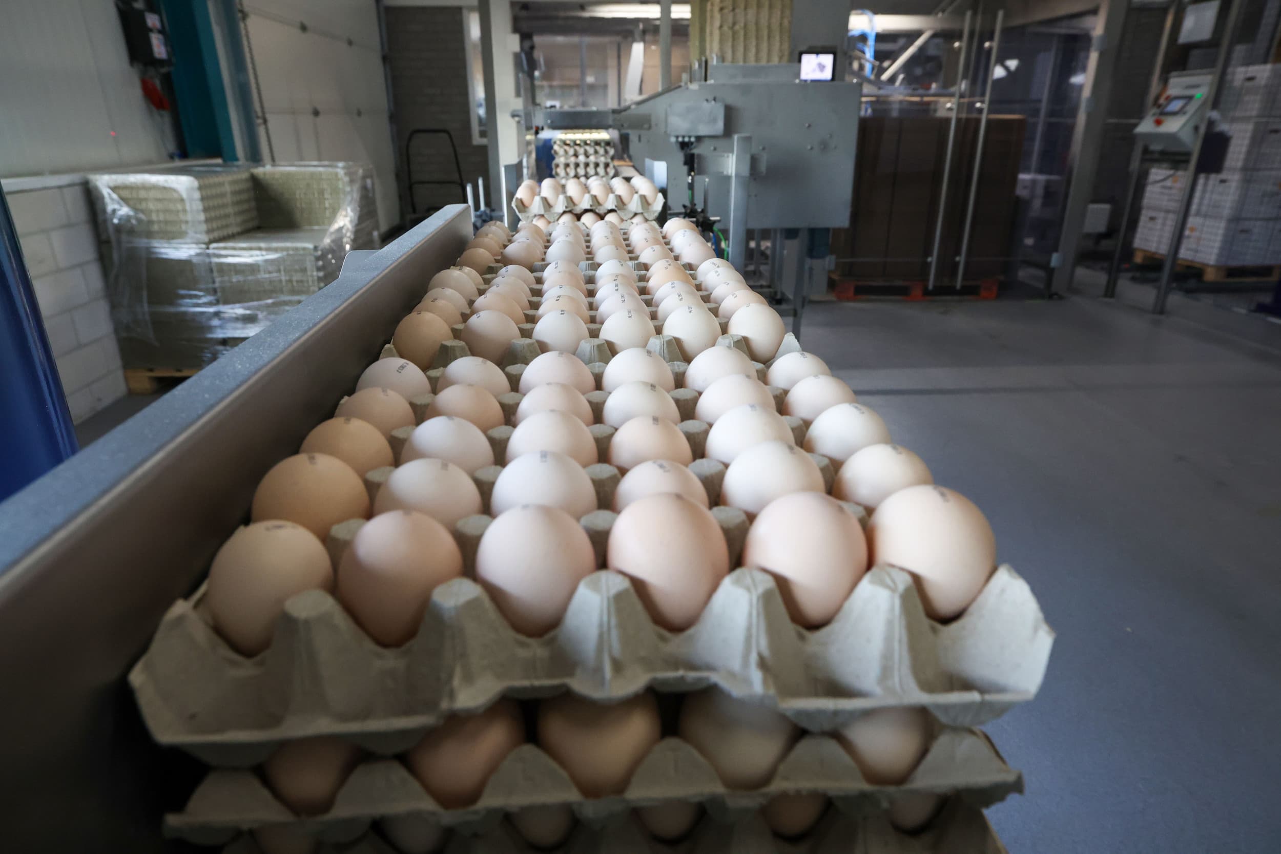 Broedeieren voor de export. Europa is jaarlijks goed voor een productie van ruim 622.000 ton broedeieren. Foto: Bert Jansen