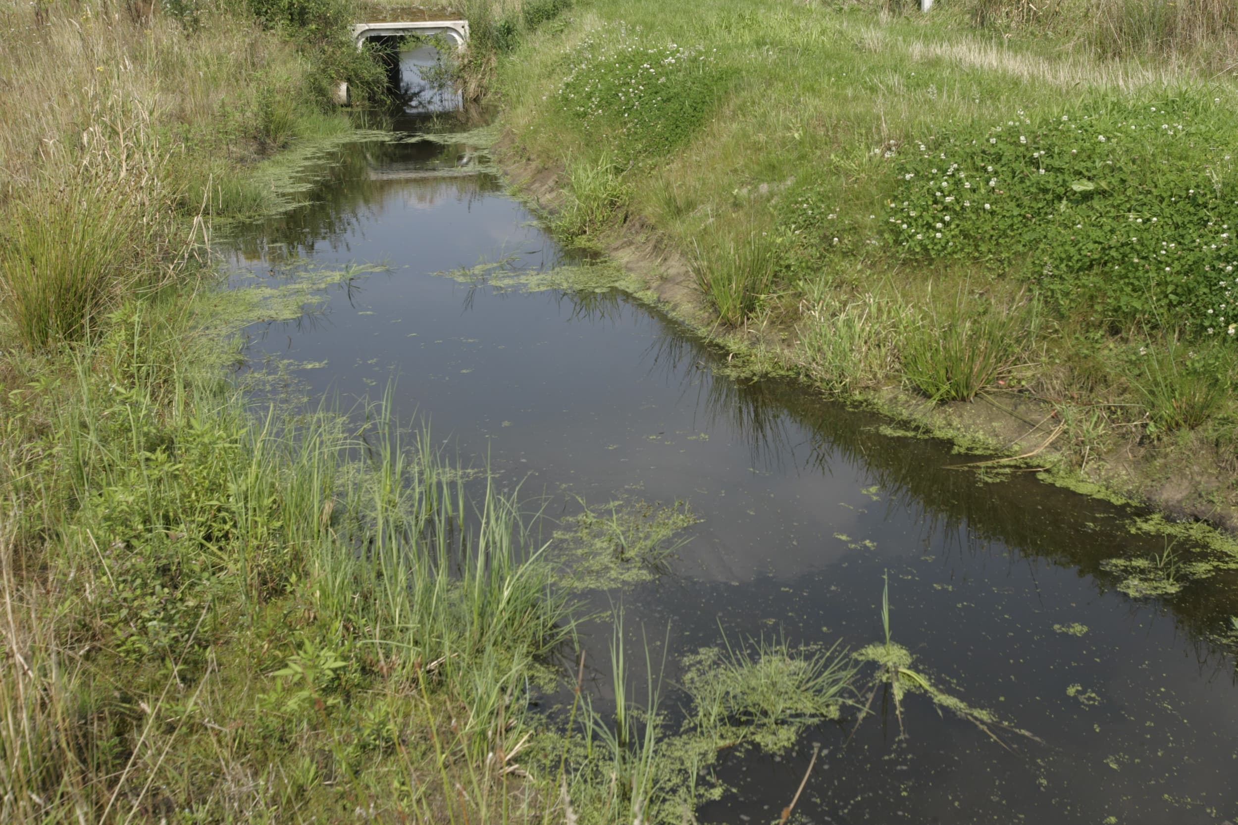 Boeren moeten bewijzen dat de waterkwaliteit beter is dan wordt gesteld, aldus columnist Vergaderboer.