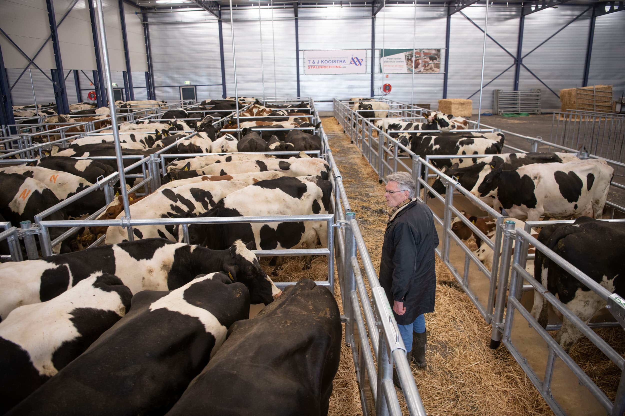 Veemarkt Leeuwarden verzamelt deze week geen nuchtere kalveren, slachtkoeien en schapen. Foto: Mark Pasveer
