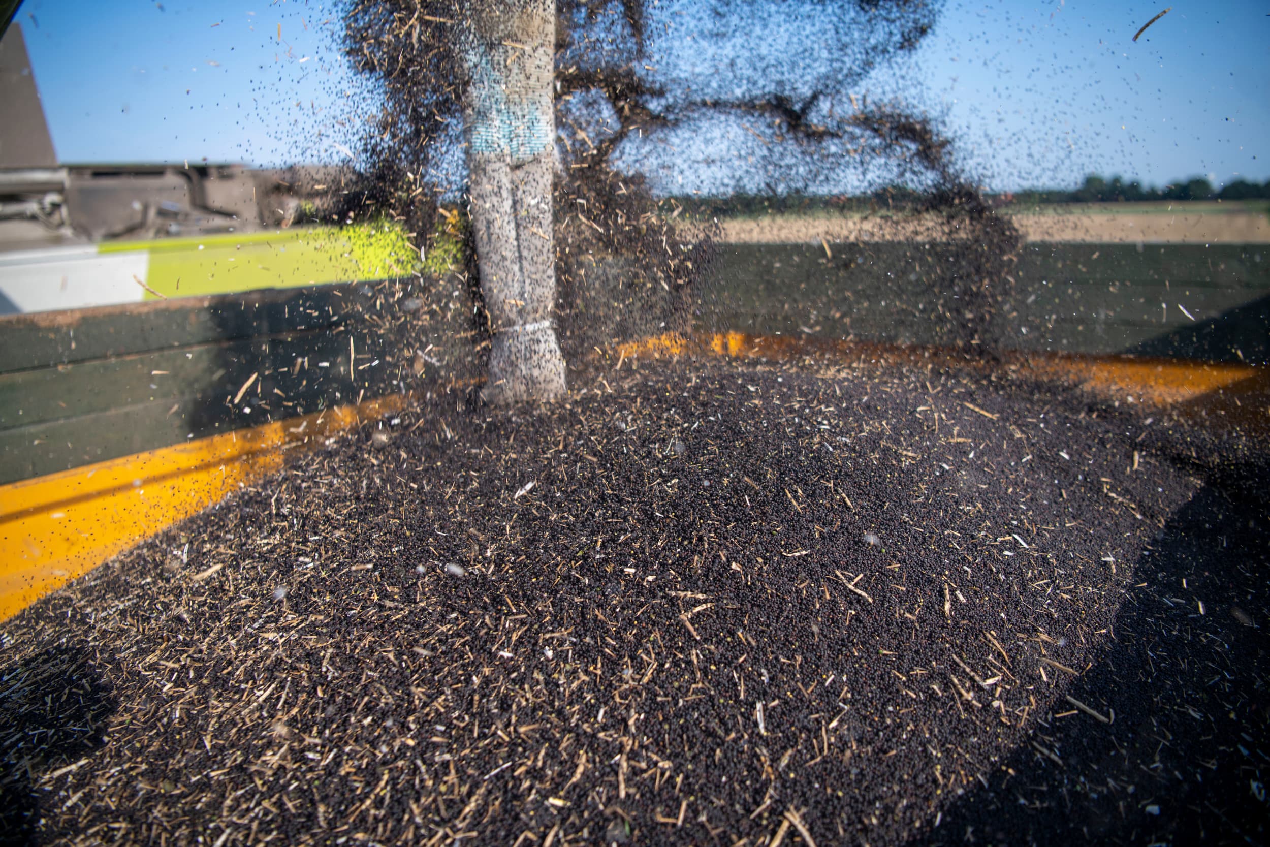 Oogst van koolzaad keldert in Verenigd Koninkrijk. Foto: Mark Pasveer