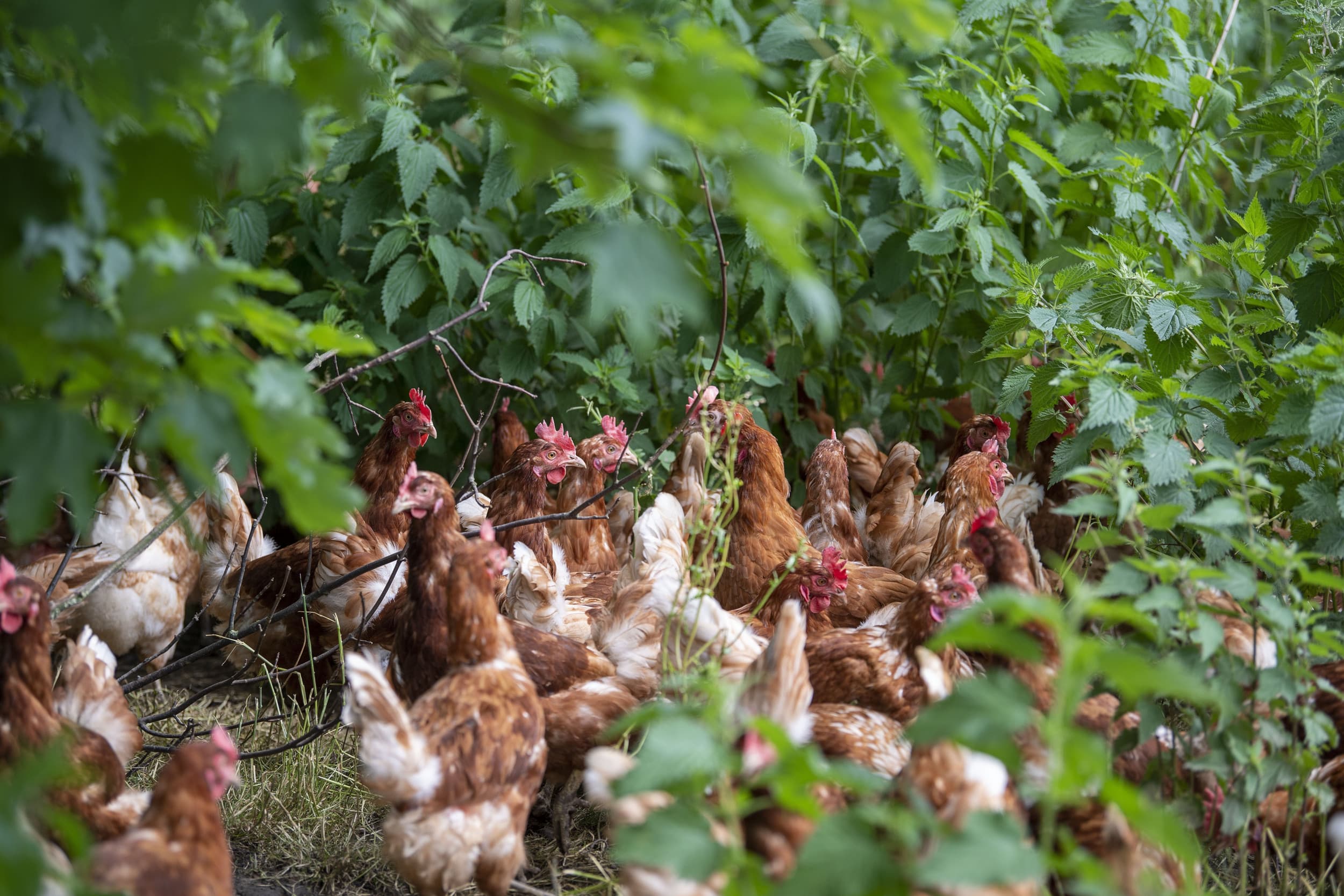 biologisch beter dan vegetarisch