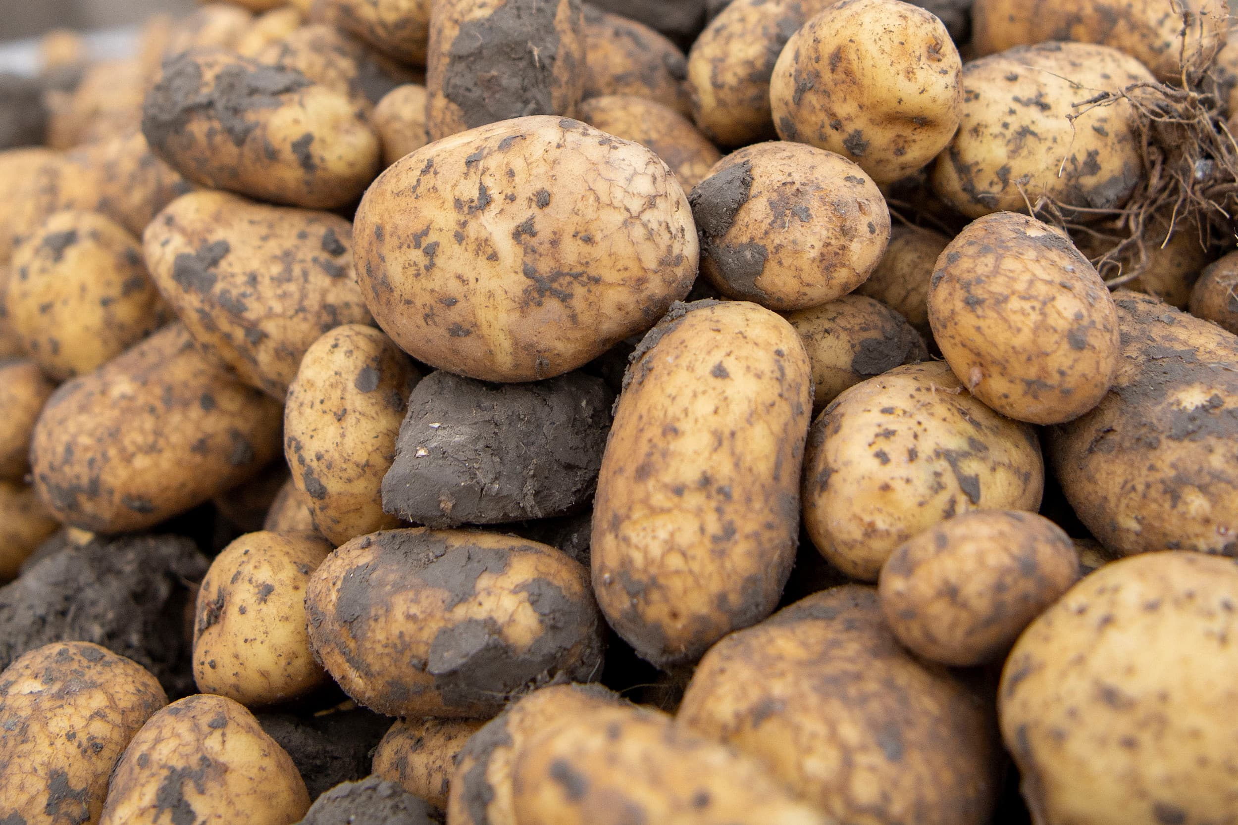 De oogst liet zien dat de gemodificeerde aardappelen 30% meer massa hadden dan de controle-aardappelen. Foto: Mark Pasveer