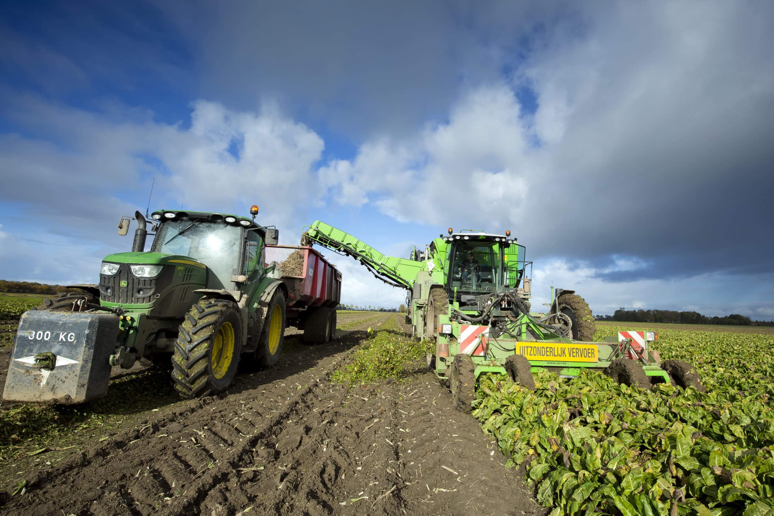 Oogst van biologische witlofwortels. “Biologische landbouw is een nichemarkt, langzame groei is goed”, aldus columnist Rinus Vermue.
