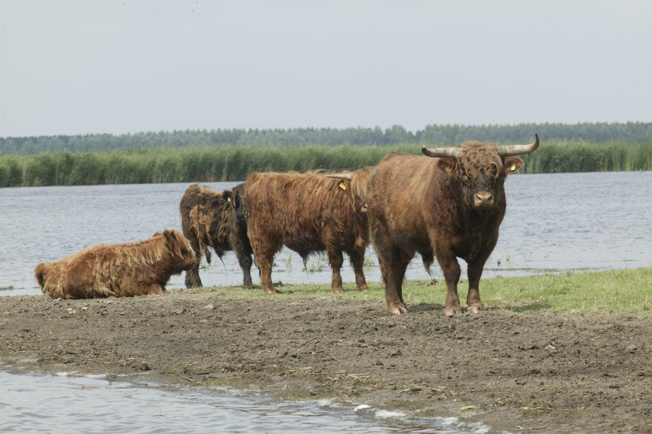 Schotse hooglanders. Foto: Henk Riswick
