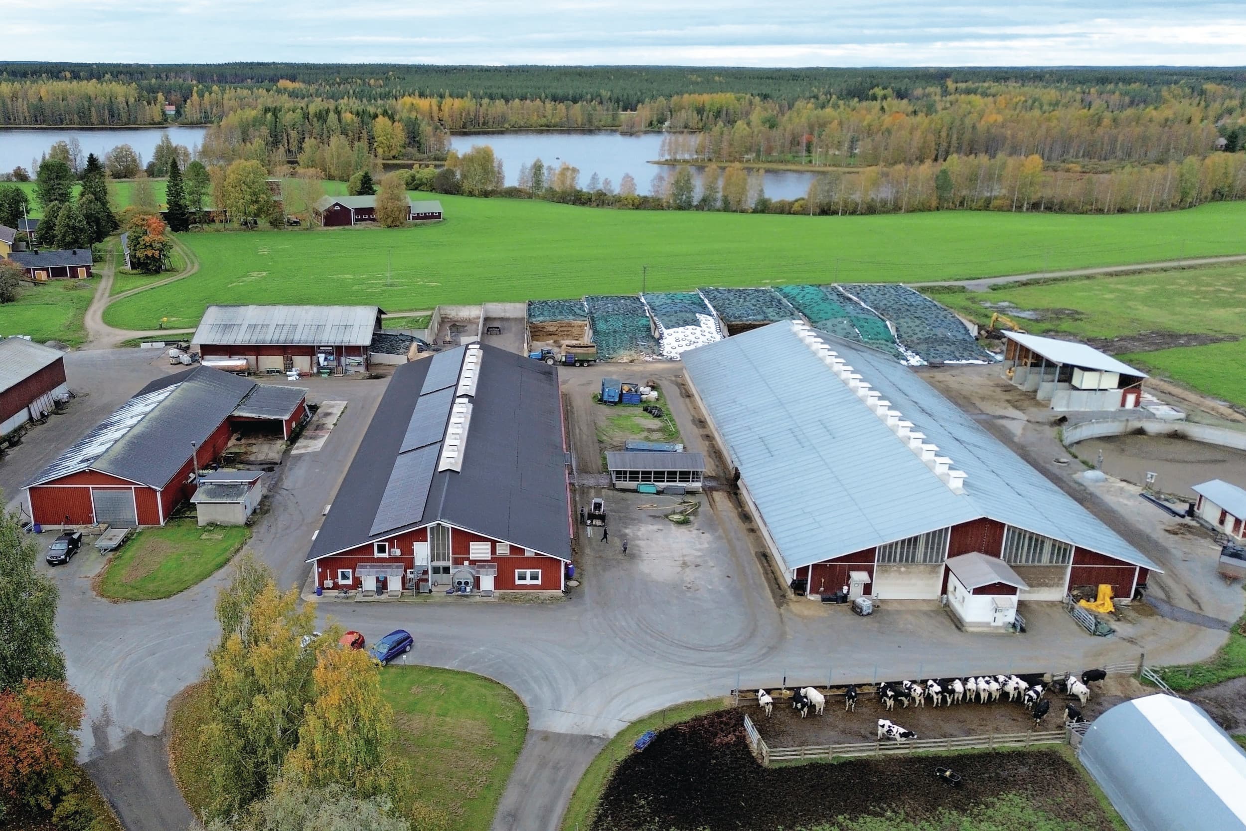 Kantoniemen Tila OY ligt naast een Natura2000-meer. Daardoor is verdere groei uitgesloten. Nu huisvesten de twee ligboxenstallen (rechts) 350 melkkoeien. De 250 stuks jongvee zitten in twee verouderde stallen (links). Foto's: Henk Riswick