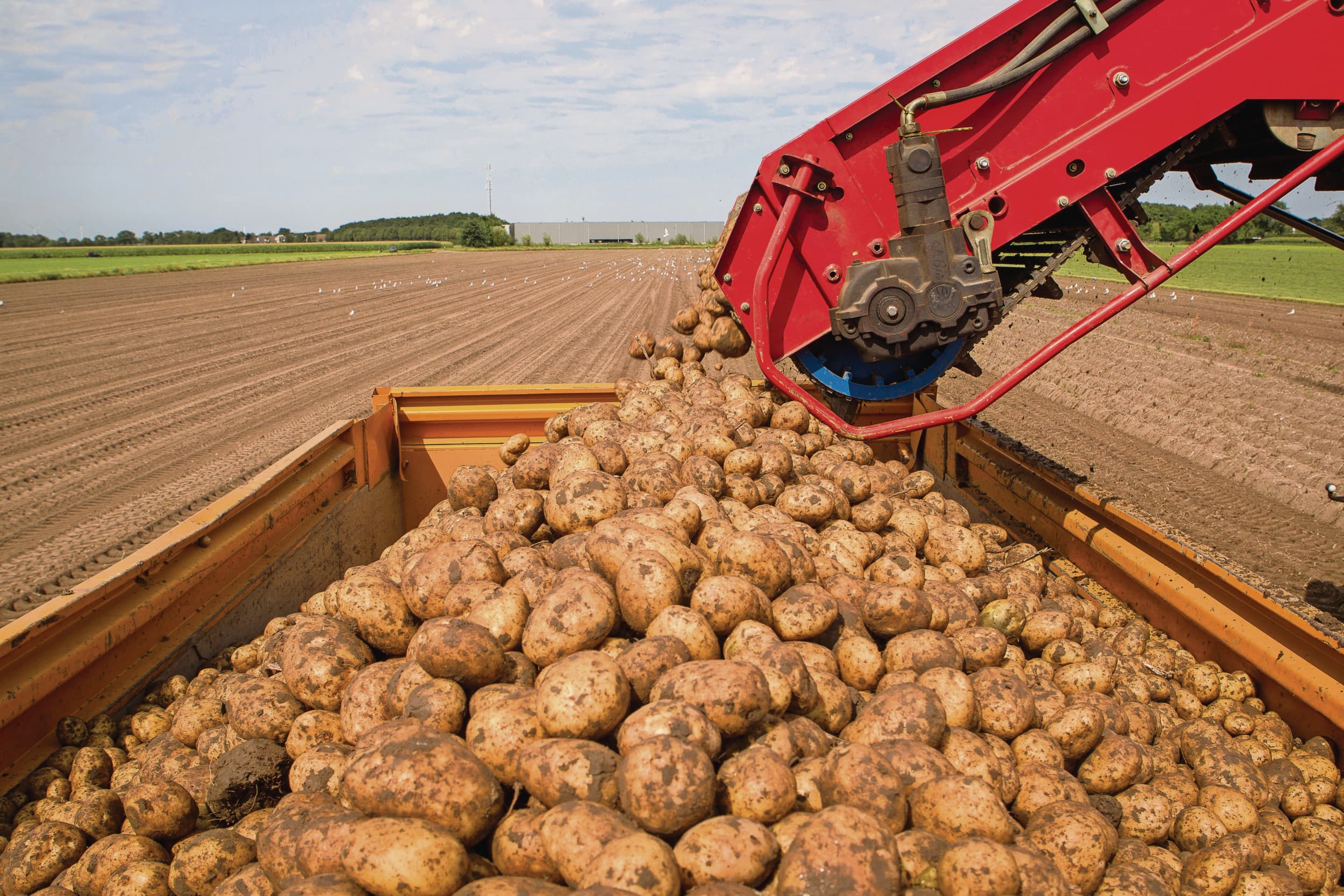 De contractprijzen moeten 2 tot 3 cent per kilo omhoog om voor de teler een kostendekkende teelt te realiseren, constateert de NAV. Foto Peter Roek