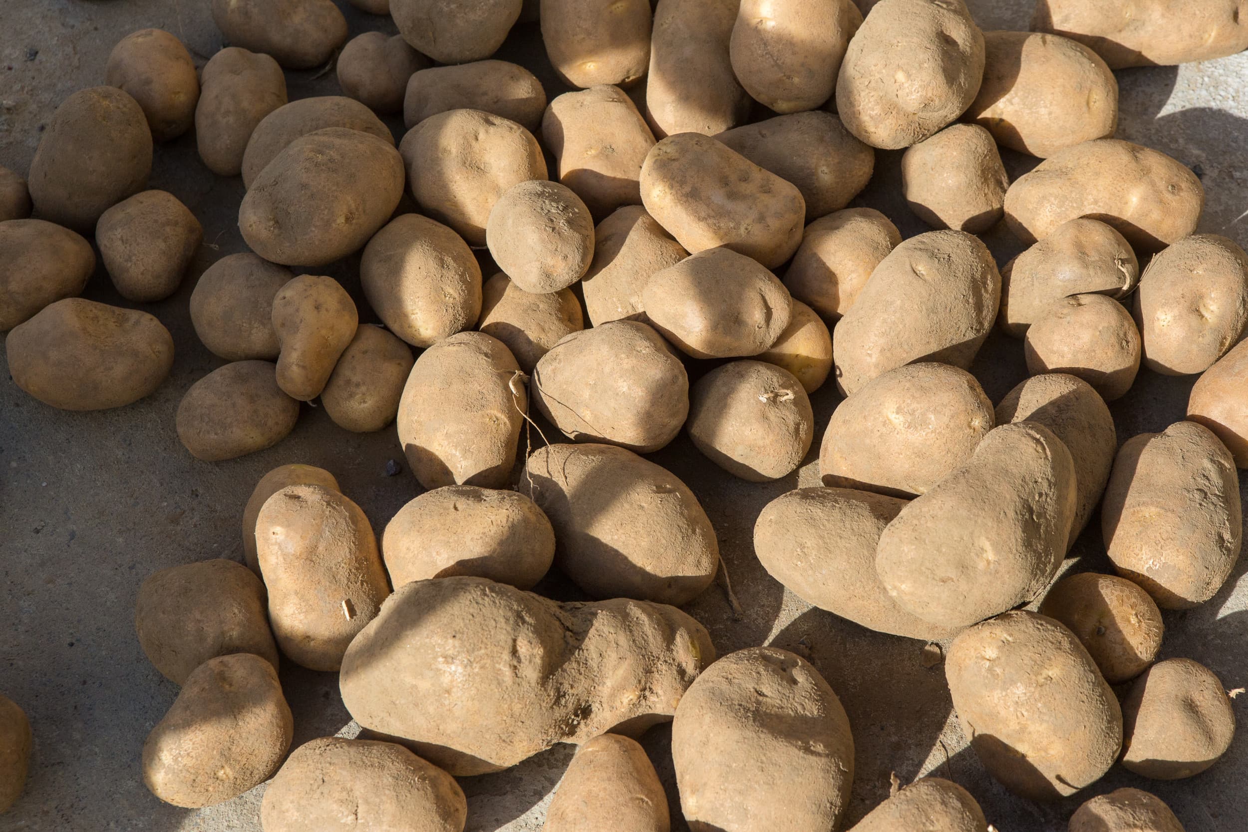 zorgen bij Belgische aardappelteler