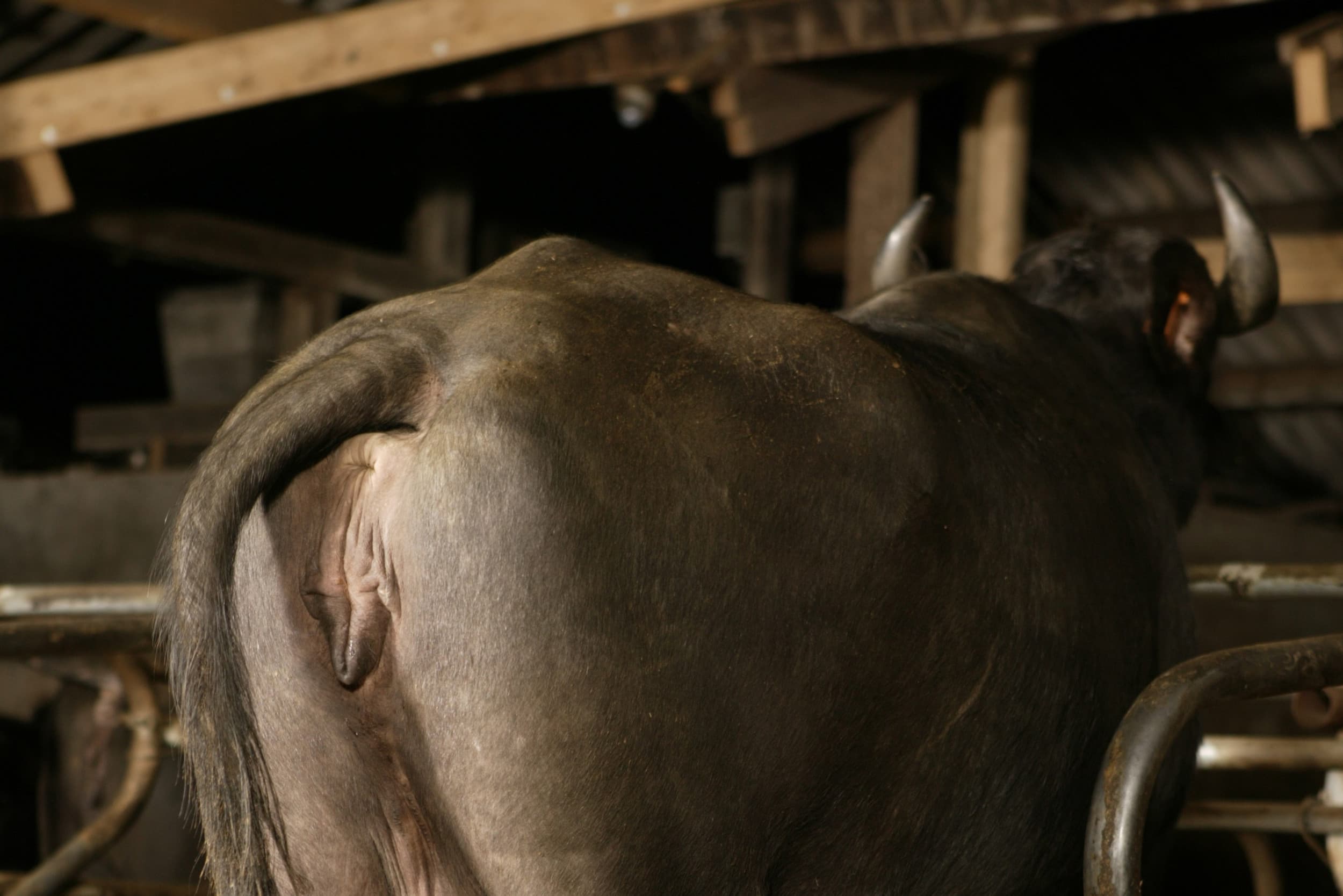 Bij de waterbuffels in Hönow is het zeer virulente serotype O van MKZ vastgesteld, en antistoffen wijzen erop dat het virus mogelijk sinds de feestdagen circuleerde. Foto ter illustratie. Foto: Mark Pasveer