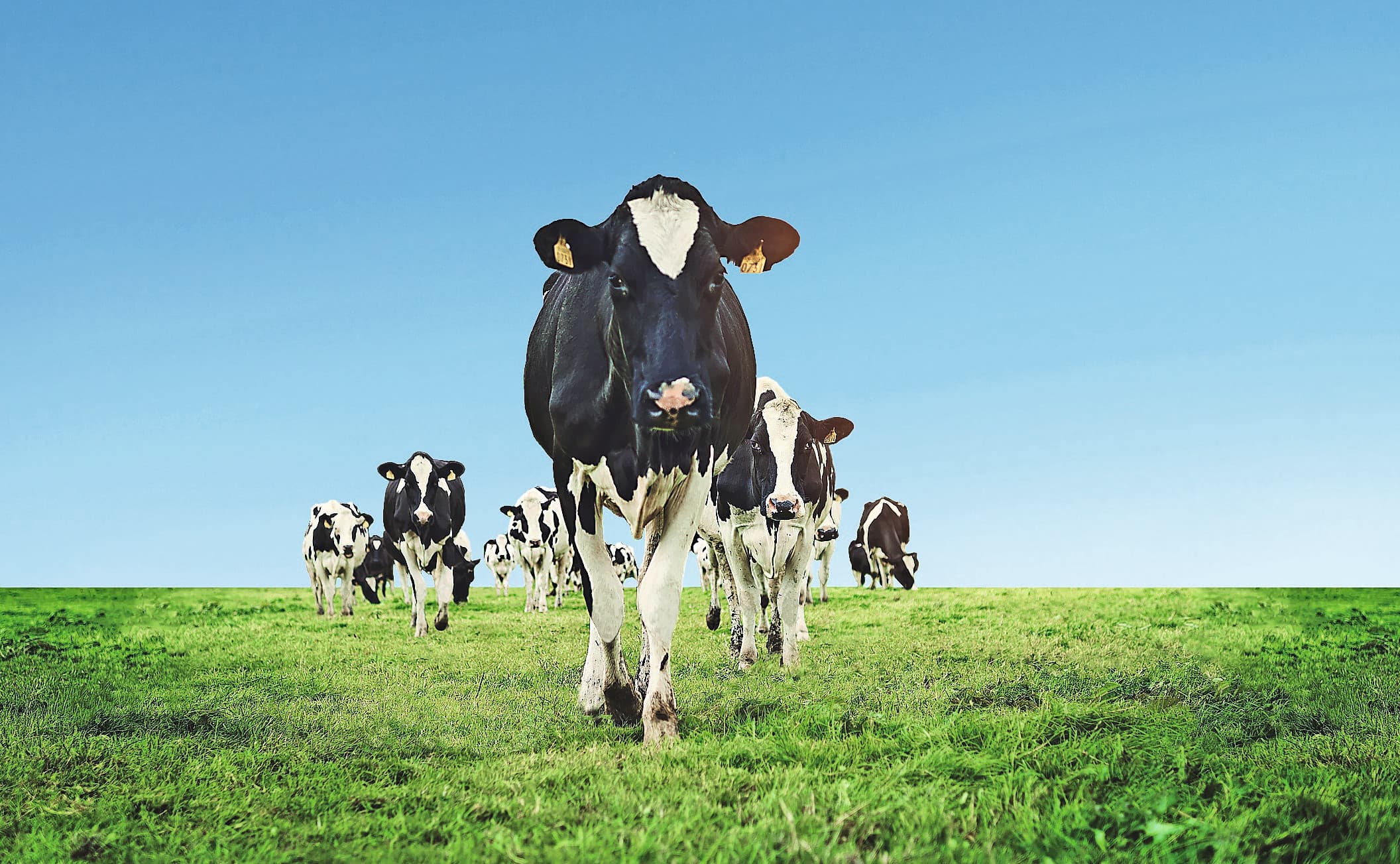 Foto: Agrifirm