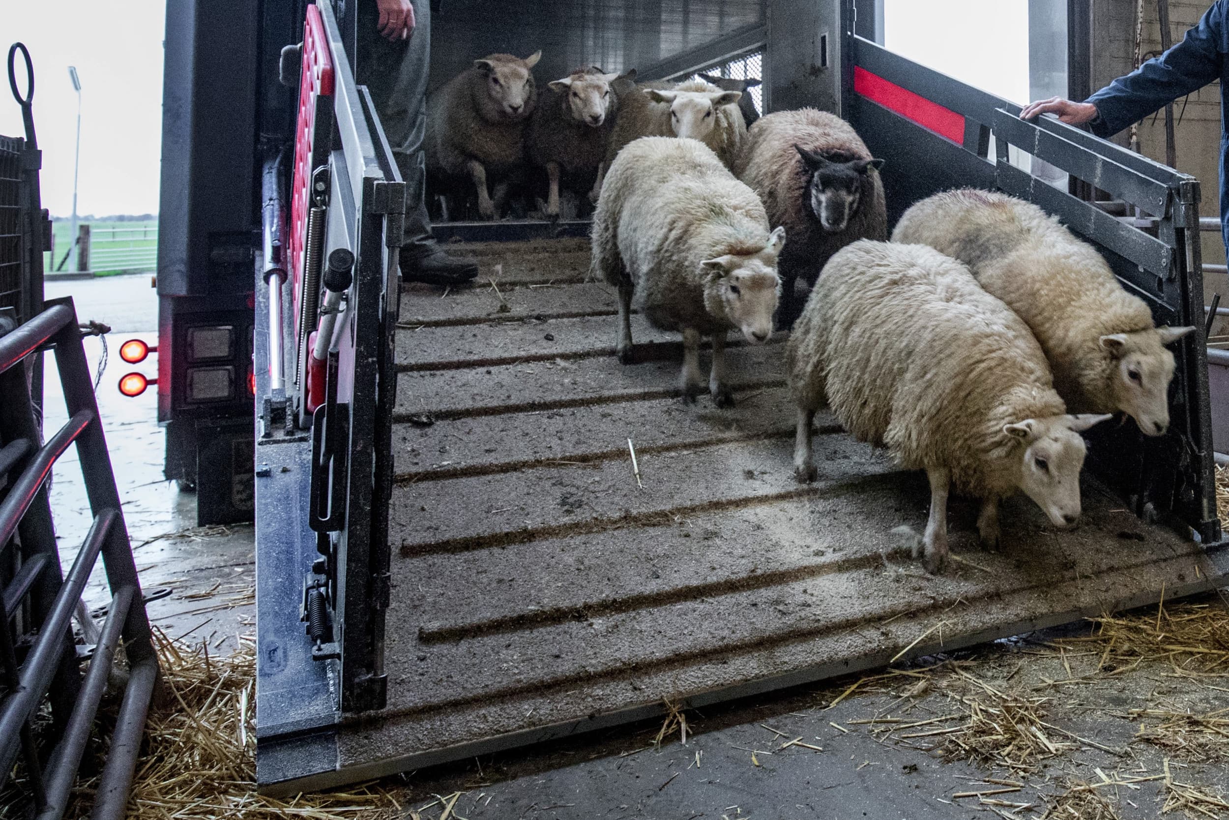 Het Verenigd Koninkrijk heeft een verbod ingesteld op de invoer van Duitse dieren, waaronder schapen, vanwege de recente MKZ-uitbraak. Foto ter illustratie. Foto: Herbert Wiggerman