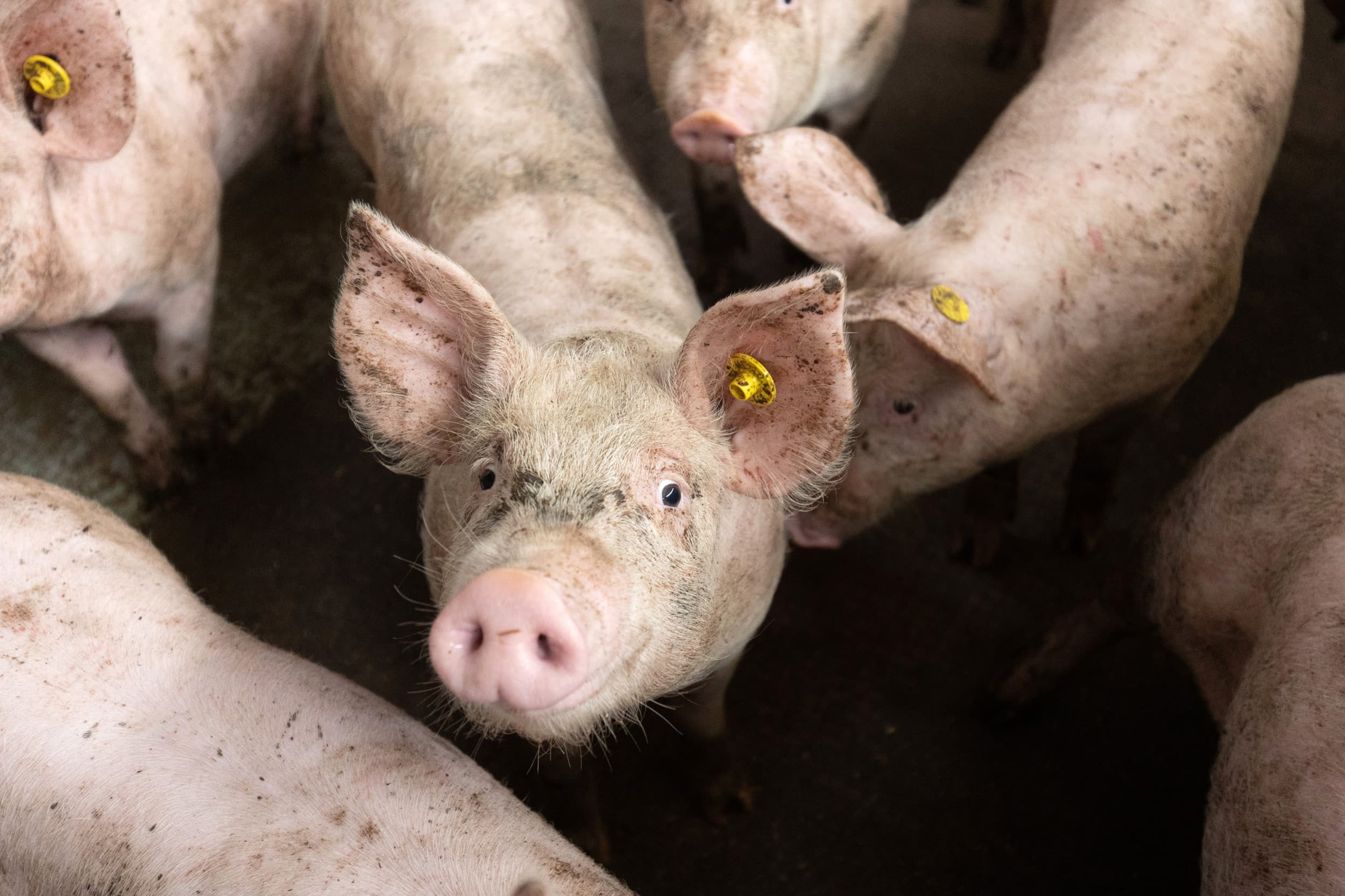 Met inspiratie van Alex Sheen en de denkhoeden van De Bono benadrukt de columnist Twan van Berlo het belang van samenwerking en evaluatie voor betere longgezondheid bij varkens. Foto: Herbert Wiggerman