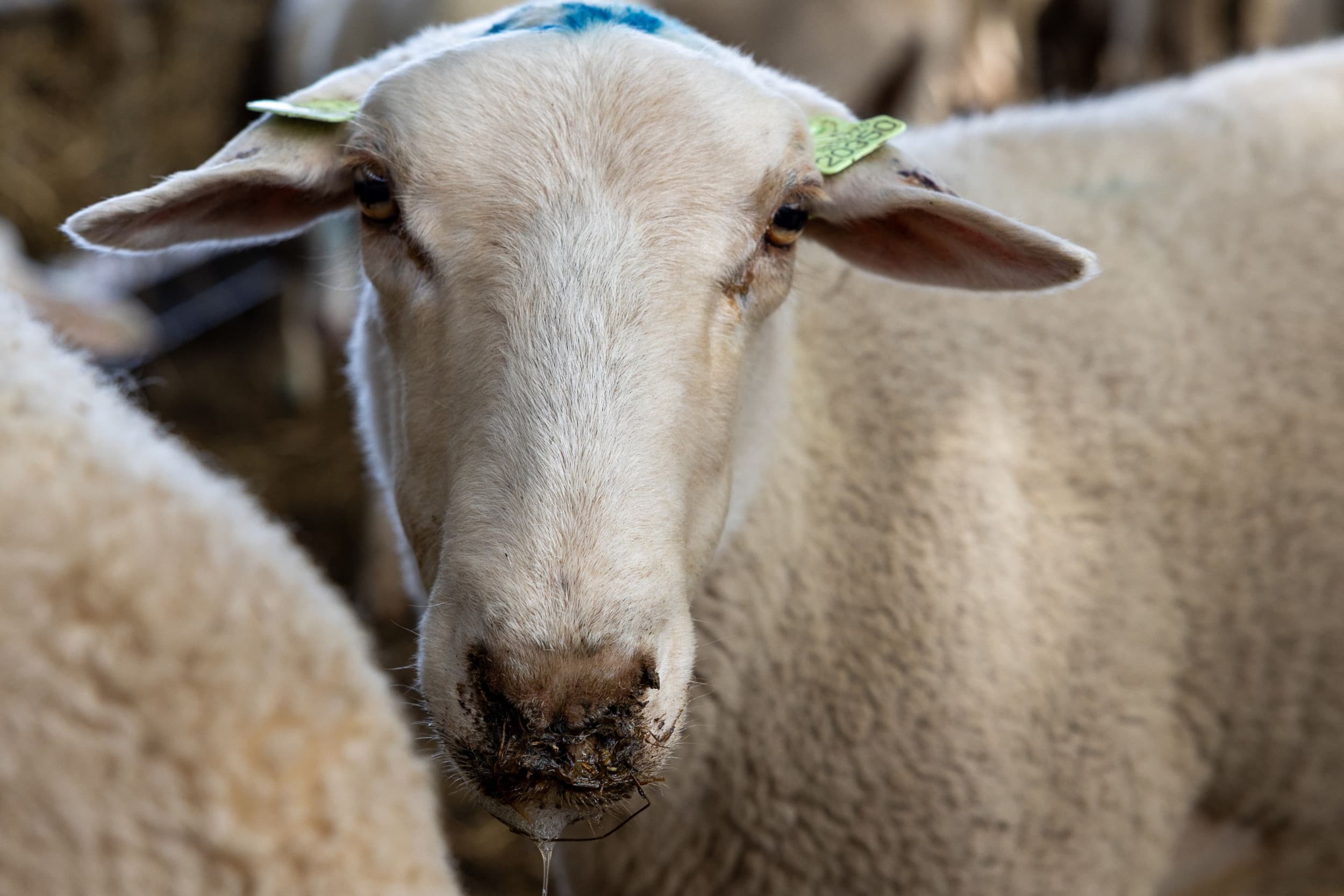 Kwijlen is een symptoom van blauwtong. – Foto: Peter Roek