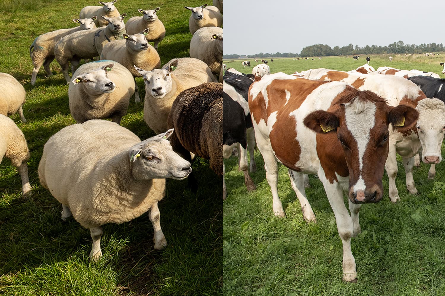 In Nederland zijn inmiddels elf gevallen van het nieuwe blauwtongvirus BTV-12 vastgesteld, afkomstig van acht locaties. Foto’s: Peter Roek/Hans Banus