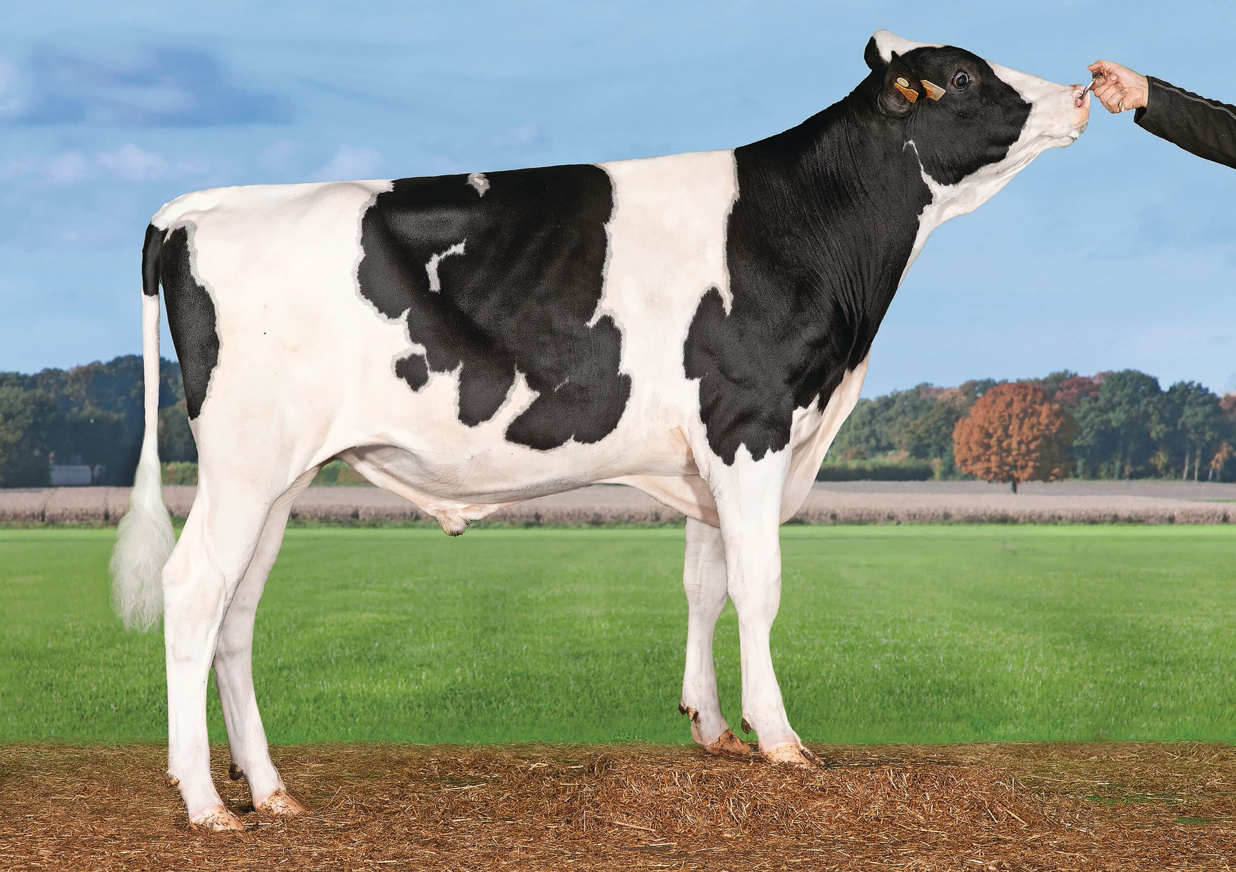 Rome (Regulus x Feature) van GGI valt op met 1.783 kilo melk, 102 kilo vet en een Inet van 603. Foto: Alex Arkink