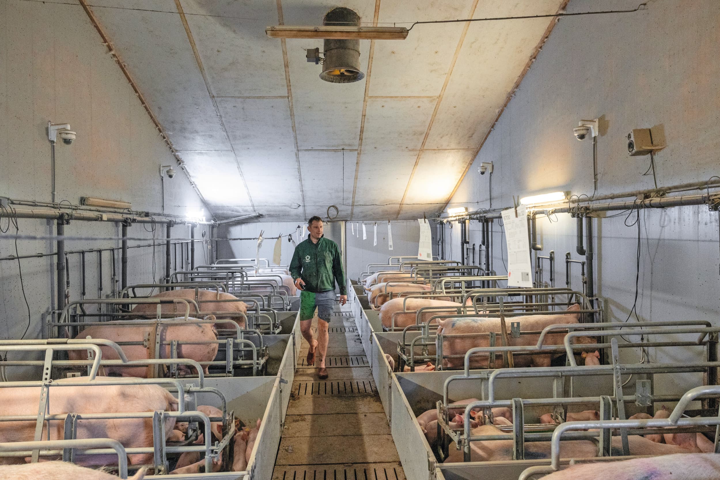 Controle in de kraamstal door de varkenshouder of medewerkers blijft nodig. Met camerasystemen is er 24 uur per dag een paar extra ogen in de stal ter ondersteuning. Foto: Herbert Wiggerman