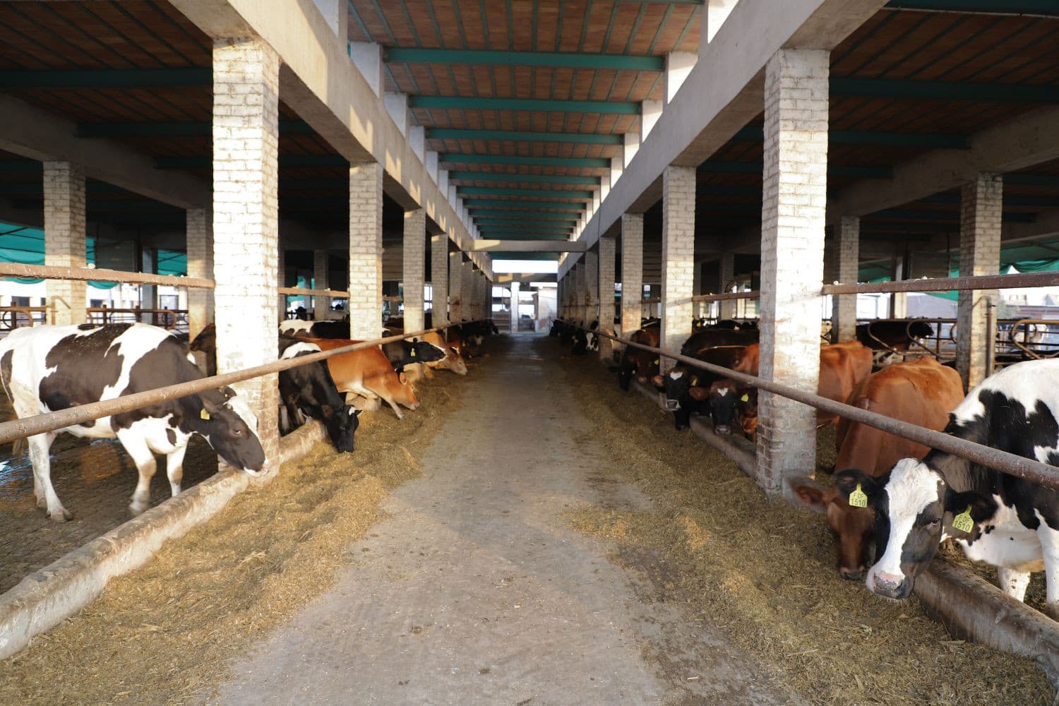 Een melkveebedrijf in Pakistan. FrieslandCampina Engro Pakistan behaalde na belasting een kwartaalwinst van PKR 766 miljoen (€2,6 miljoen), driemaal de winst van vorig jaar. Foto: Canva/Getty Images