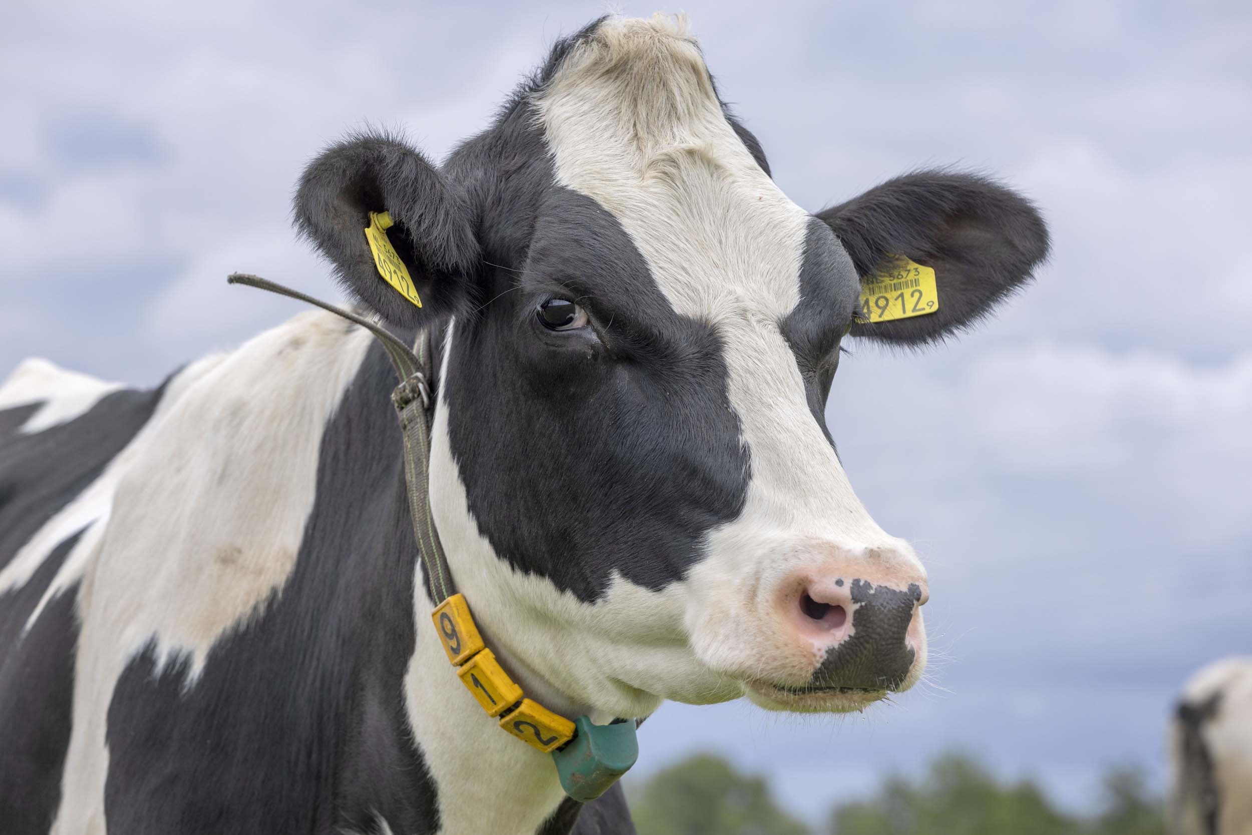 IBR en BVD in Nederland, het laatste nieuws