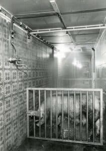Een gemeenschappelijke zeugendouche op de centrale gang. Douchen kostte zo minder tijd dan elk dier individueel afschrobben.