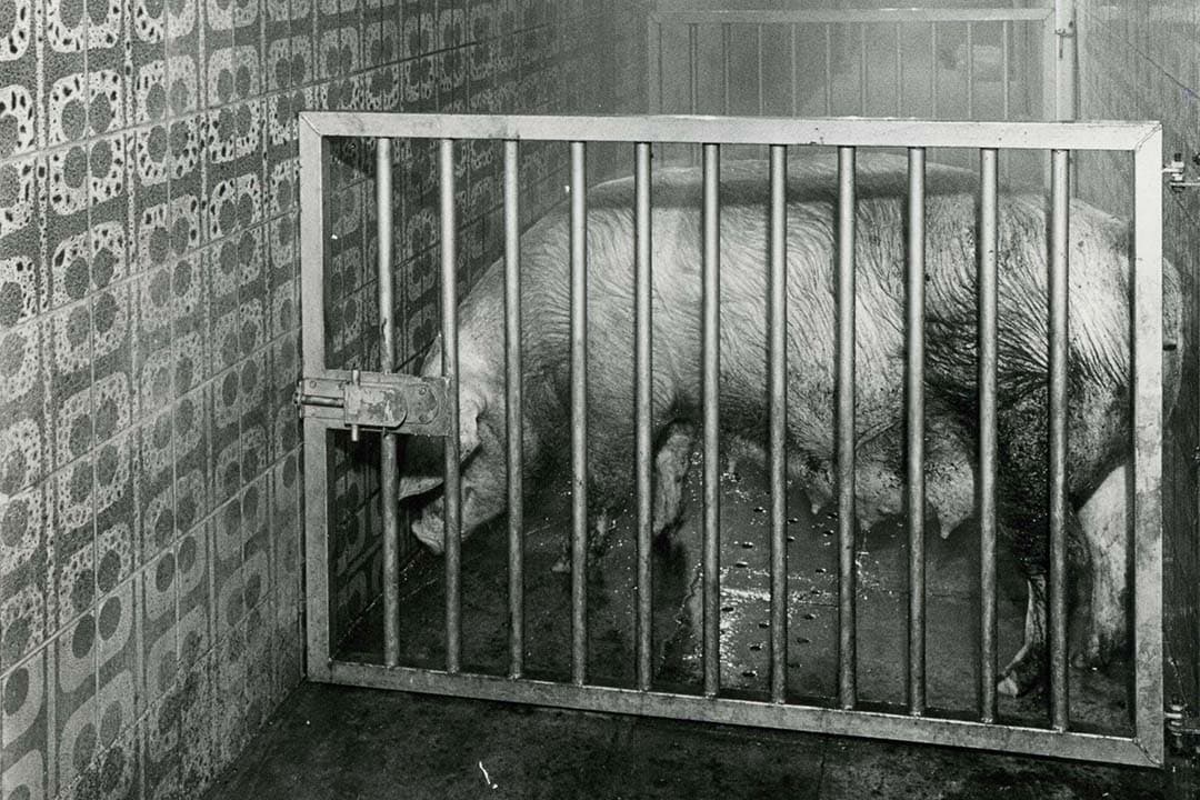Anno nu worden zeugen veelal in de kraamstal gewassen, met veeshampoo en een hogedrukspuit waar een speciale lans op zit voor een brede zachte straal. - Foto's: Misset