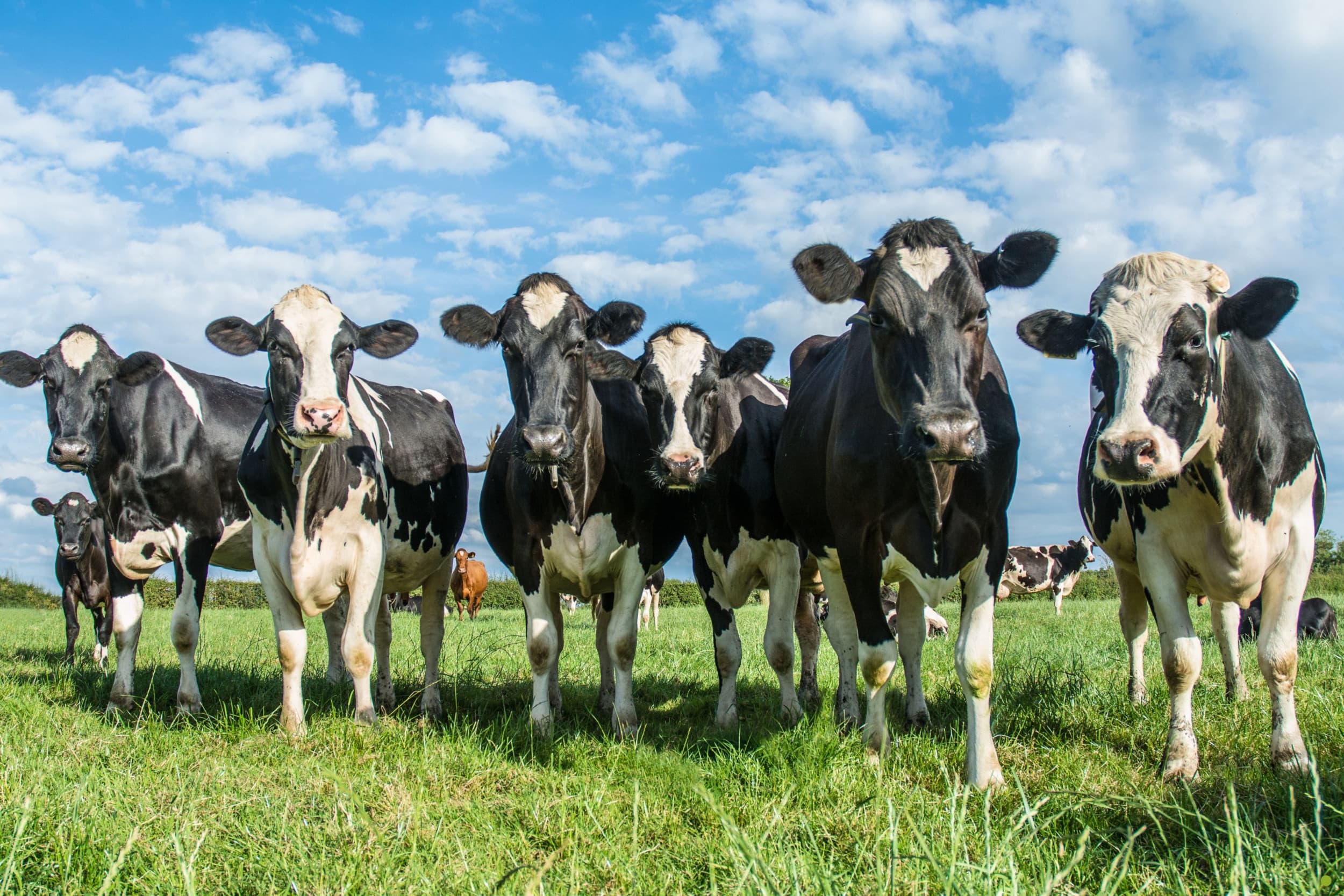 Er zijn nieuwe afnemers gevonden voor de 100 miljoen liter melk die Lactalis niet meer nodig heeft. – Foto: Canva