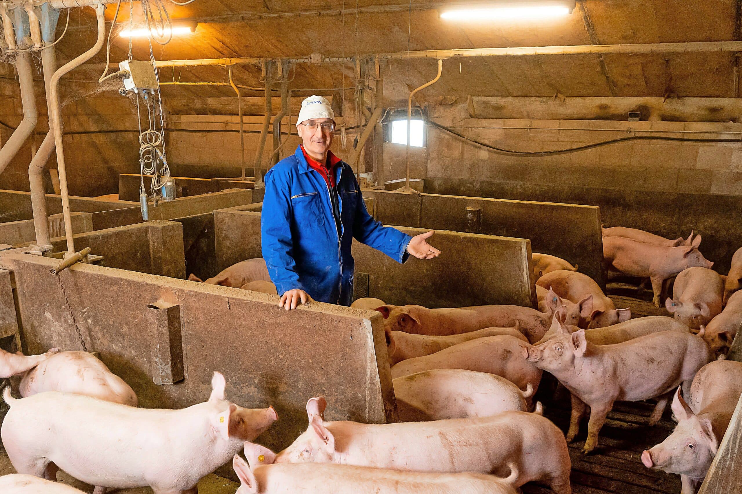 Groepen van 24 varkens, na het samenvoegen van drie hokken. Wikkerink haalde achterin de voormalige hokken 1,20 meter van de afscheiding af en hoopt dat de constructie stevig genoeg is. - Foto: Jan Willem Schouten