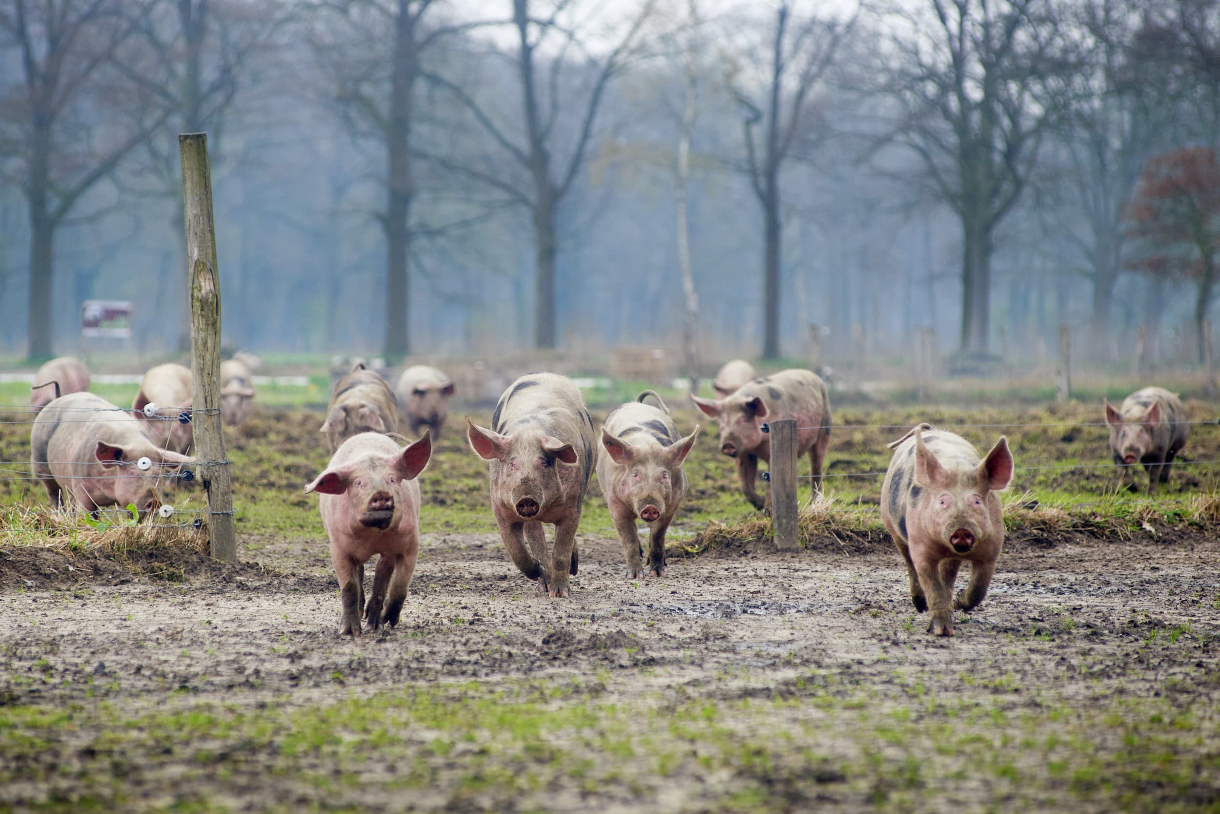 lokale productie voedsel