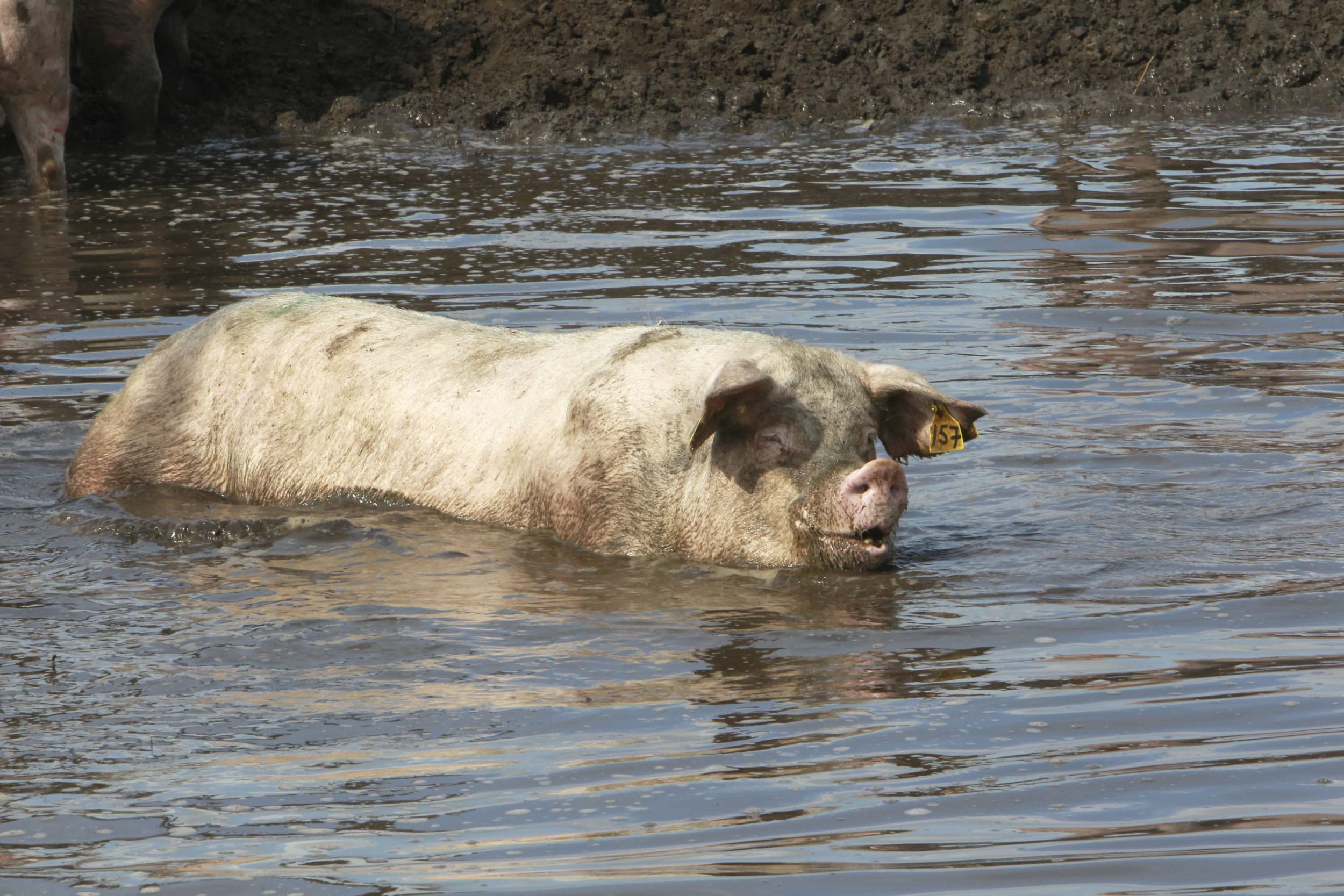 varkens met vogelgriep Verenigde Staten