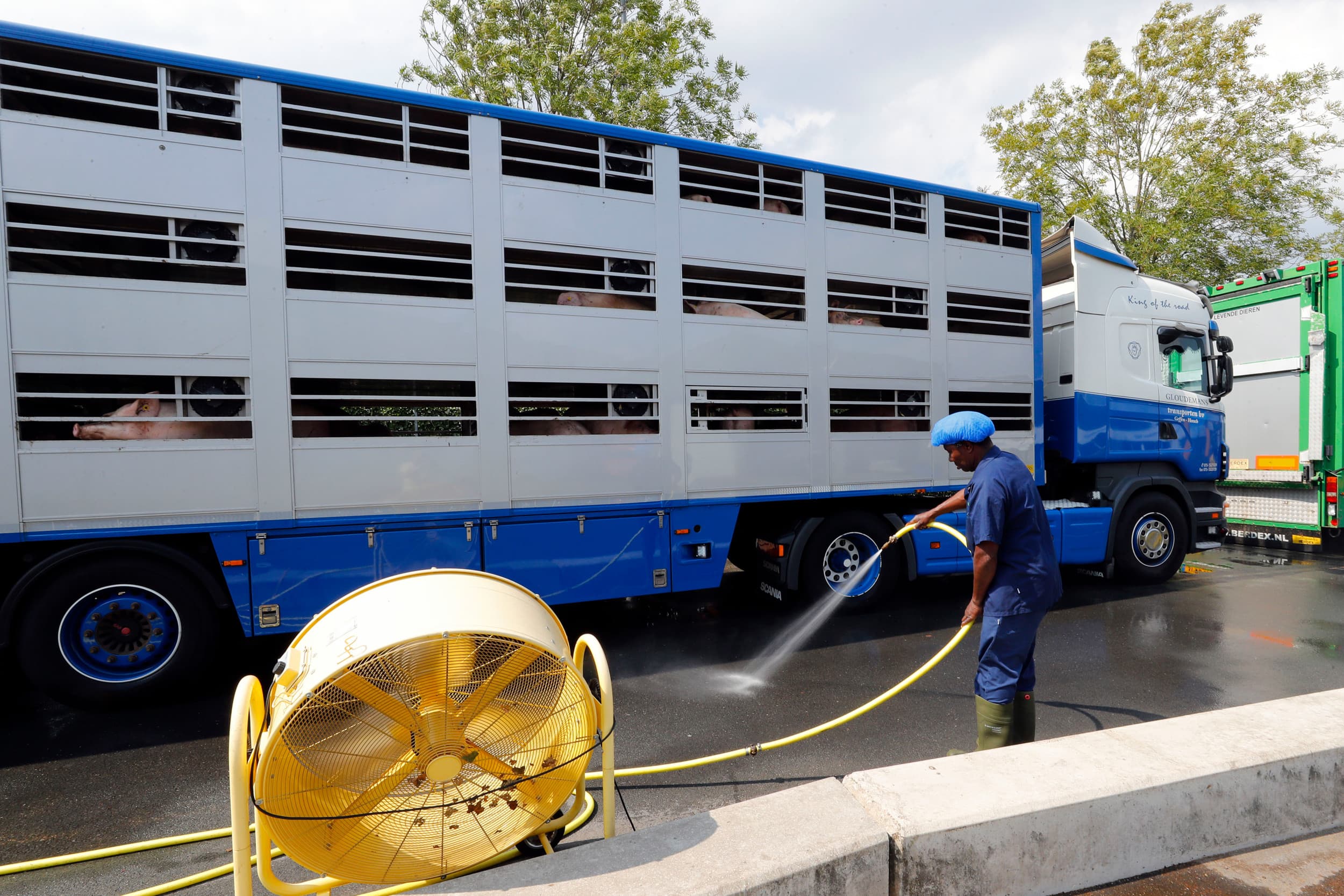 Maatregelen om bij de aanvoer van varkens hittestress te voorkomen, zoals extra ventilatoren bij wachtende vrachtauto's en bestrating koelen met water. Foto: Bert Jansen