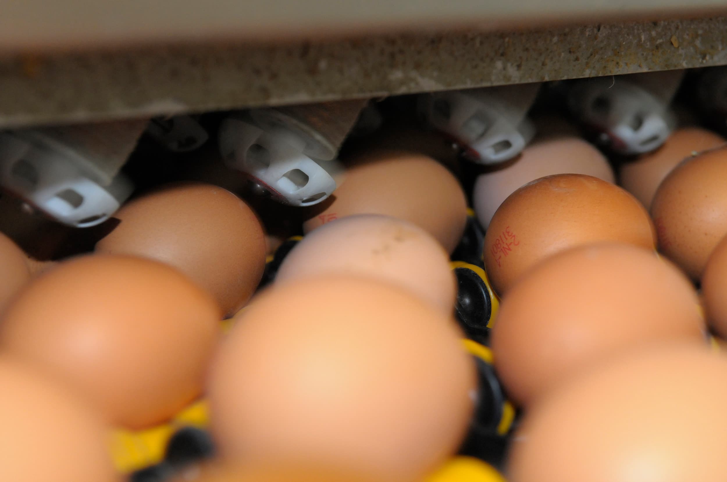 Barkat Frisian is een joint venture tussen een tak van de Pakistaanse Buksh Group en het in Drachten gevestigde Frisian Egg. Foto: Marten Sandburg/Penn Communicatie