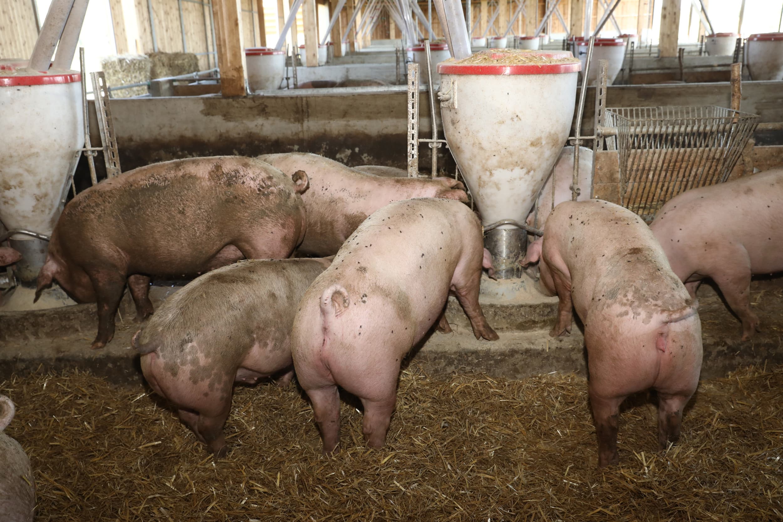 krulstaartpremie varken bij Tönnies Fleisch