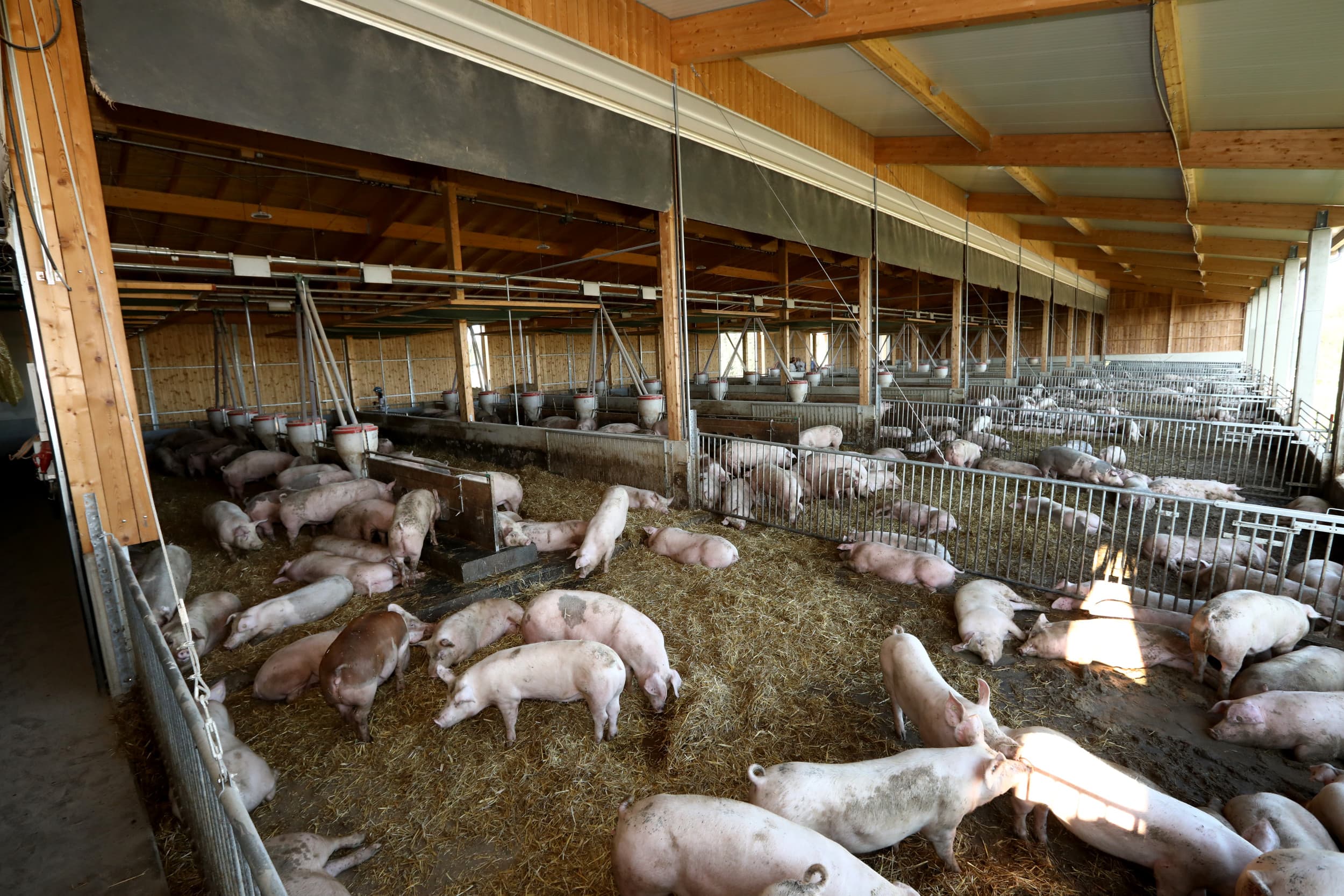 aantal vleesvarkens krimpt in Duitsland