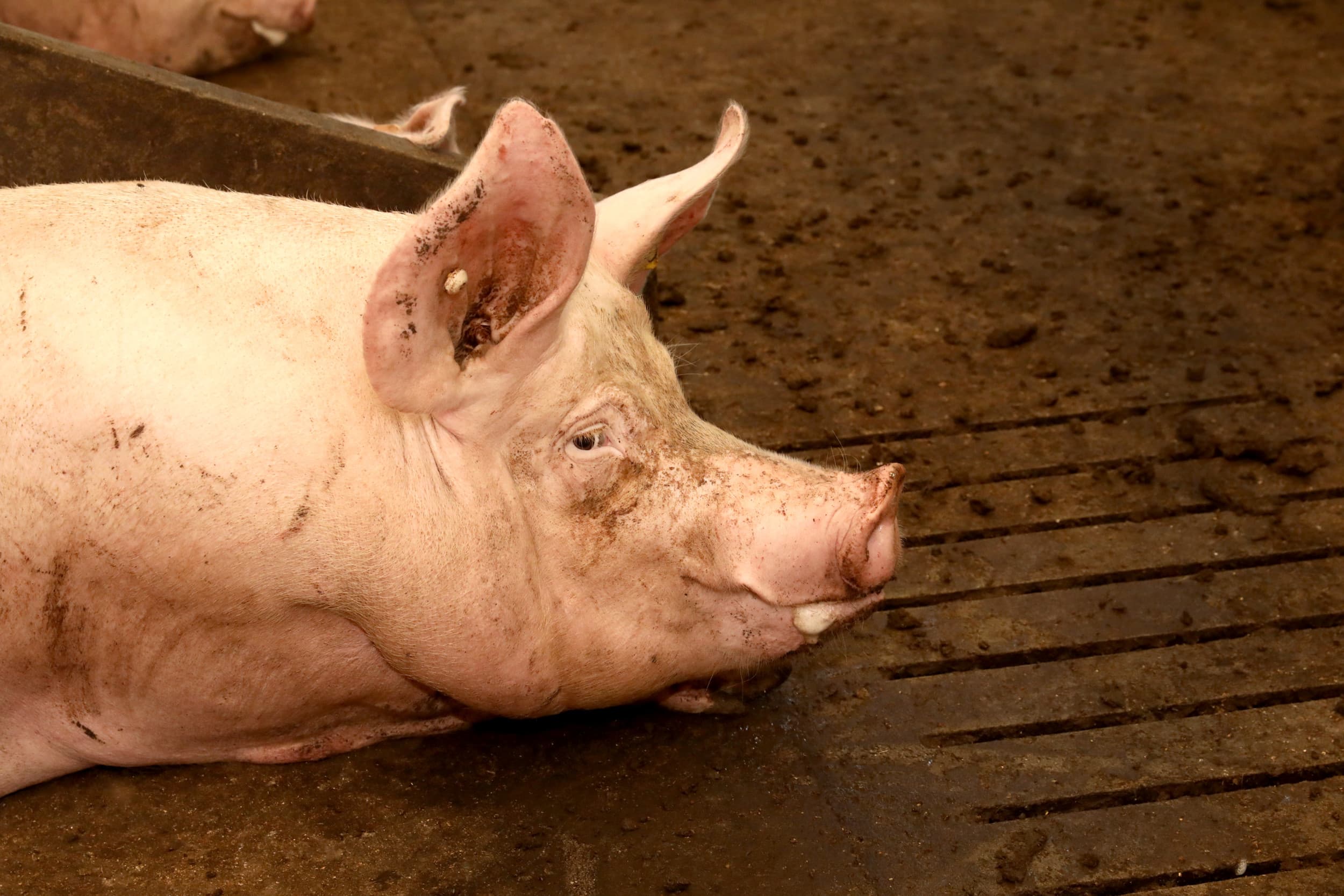 Zeugen in onderbezet bedrijf; langdurige lage stalbezetting, zoals bij proefboerderij De Raamloop, kan leiden tot gedeeltelijk vergunningsverlies. Foto: Henk Riswick