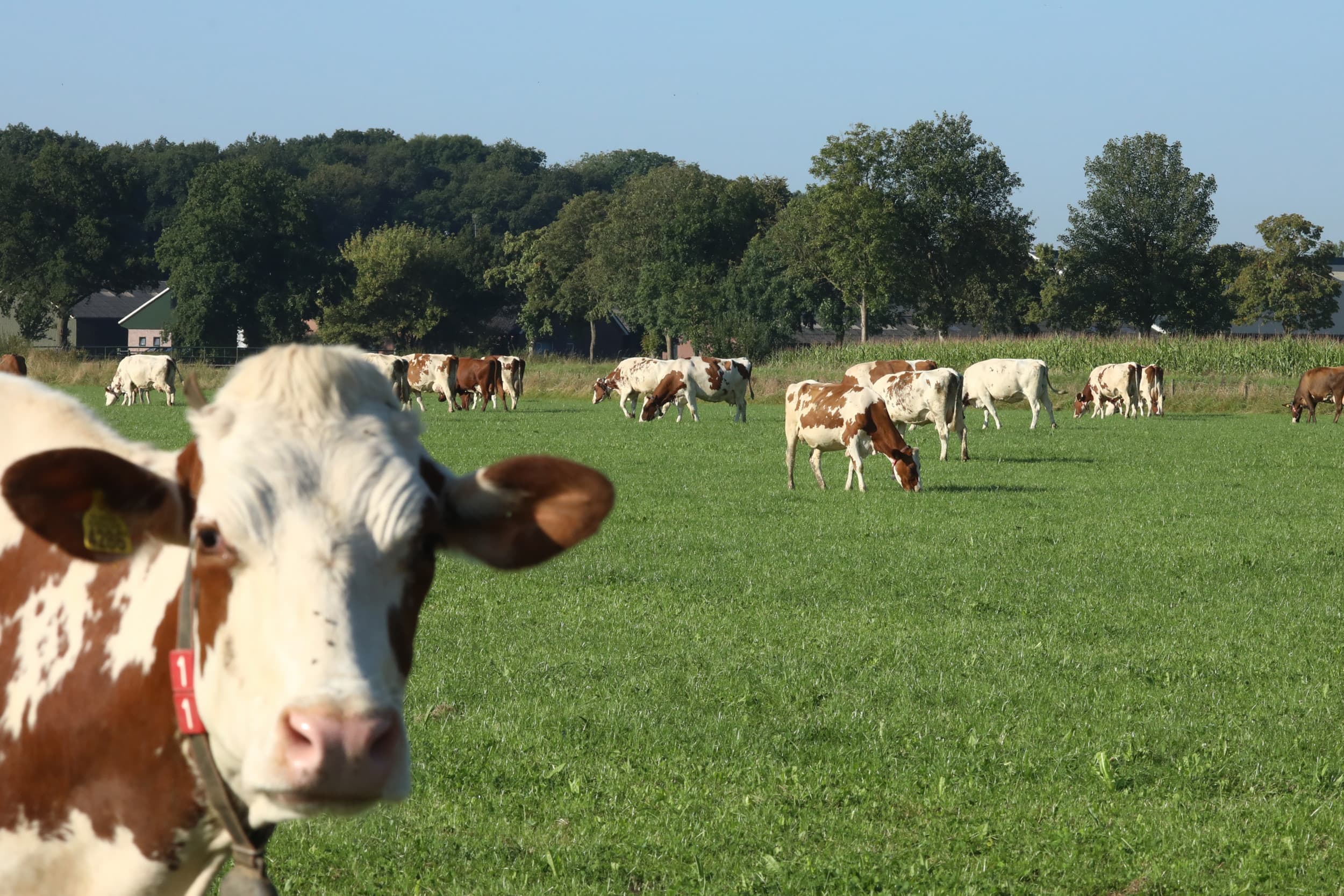 FrieslandCampina koolstofproject