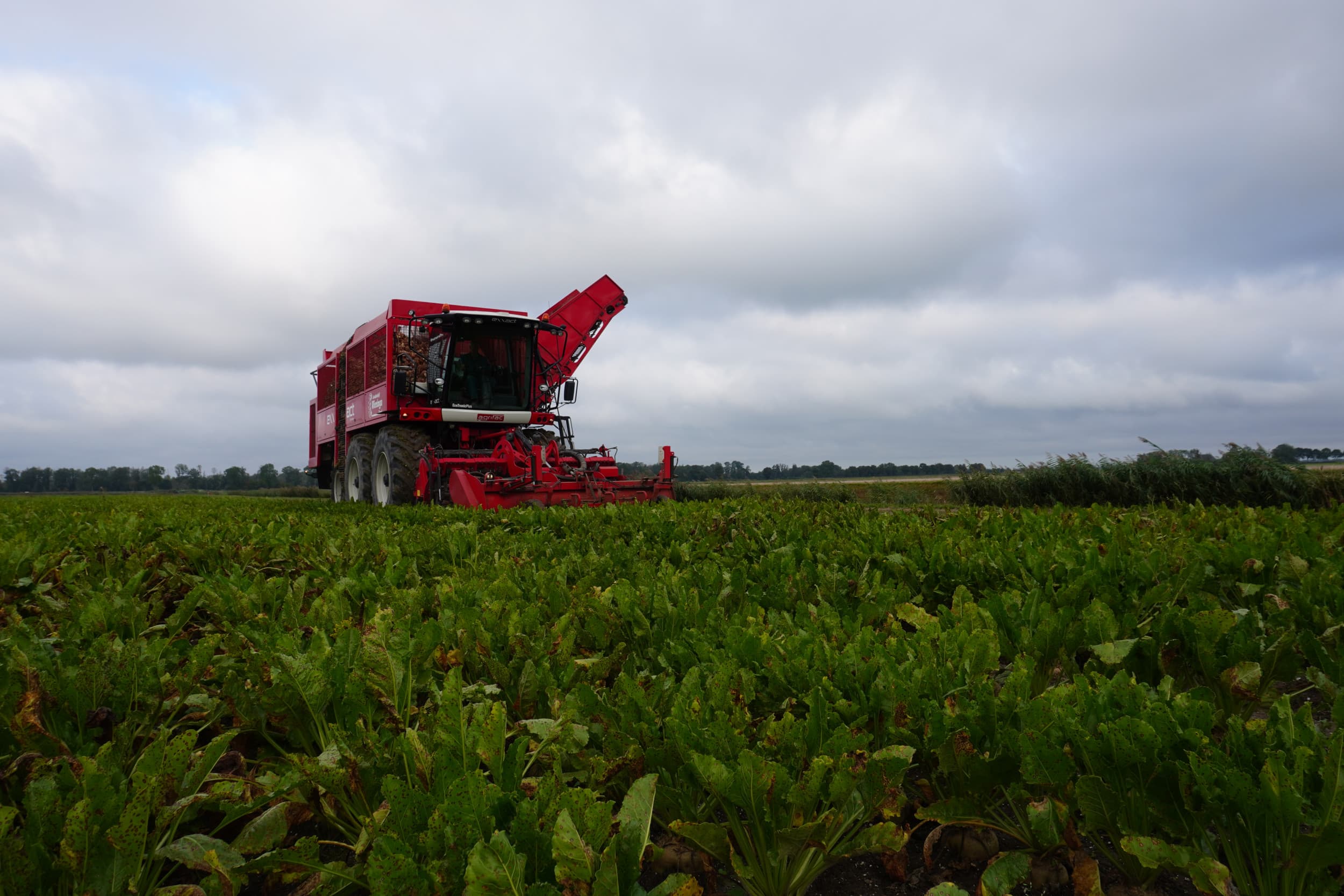 Boeren kunnen rhizoctonia voorkomen door een goede bodemstructuur te behouden, juiste groenbemesters te telen en rhizoctoniaresistente rassen te kiezen. Foto: Misset