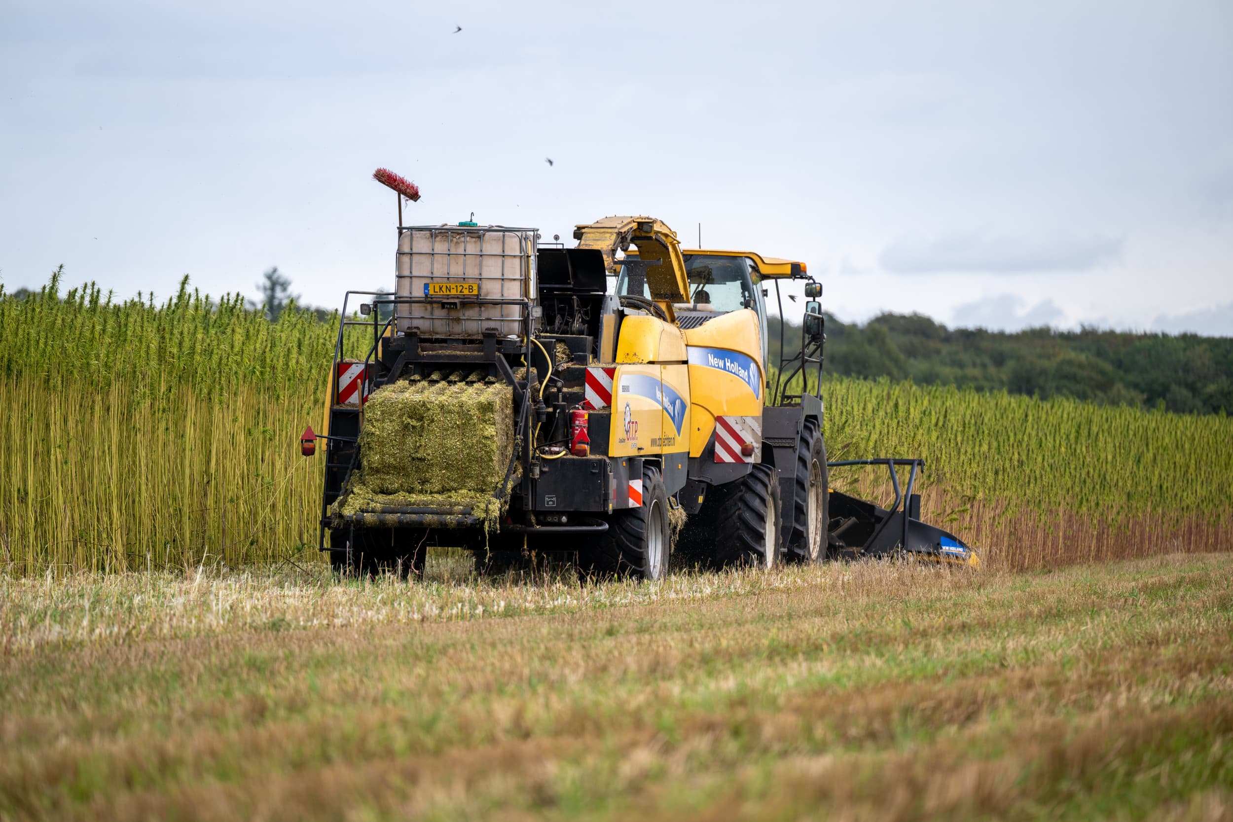 Voor biobased gewassen als vezelhennep - die in de bouw worden gebruikt - ontvangen boeren tussen de €600 en €900 per hectare. Foto: Michel Velderman