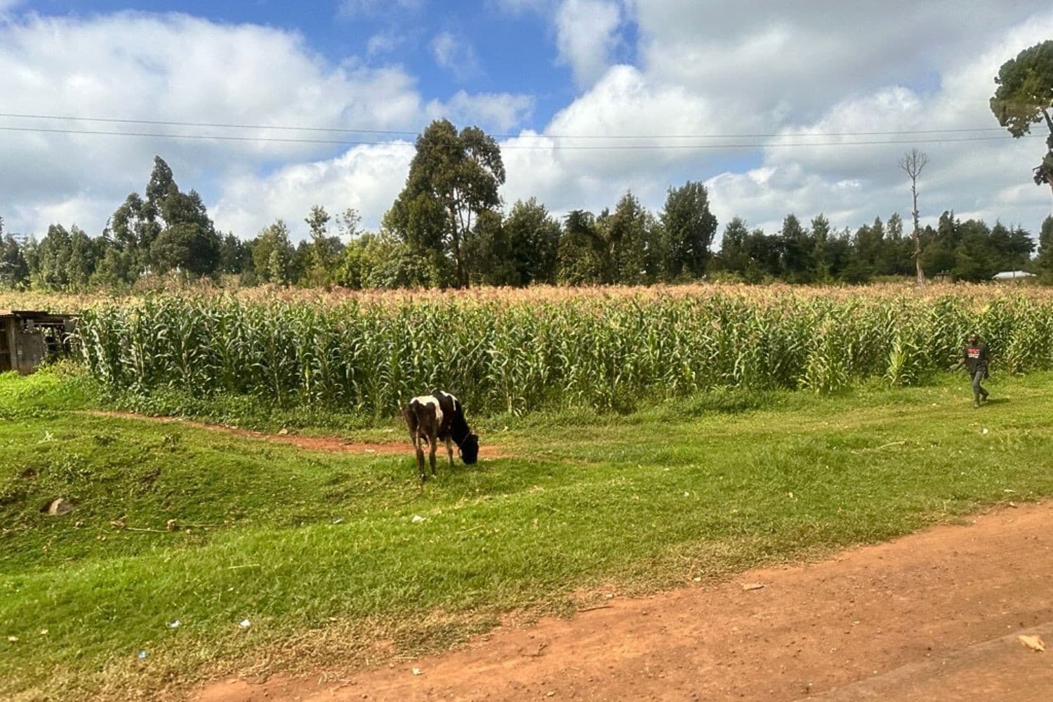Een boer in Kenia, werkzaam in sectoren die volgens de Wereldbank kwetsbaar zijn voor klimaatrisico’s en extra investeringen vereisen. Foto: Martijn ter Horst
