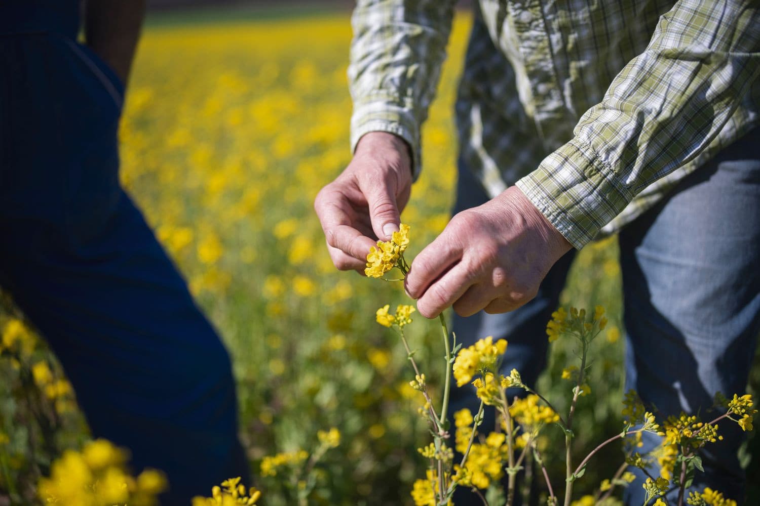 Boeren voelen zich niet gehoord, stellen de opinieschrijvers. Foto: Canva