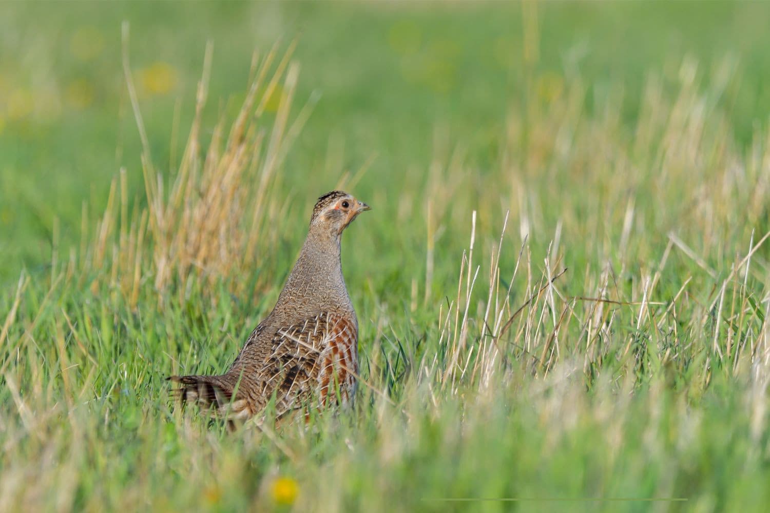 vogels neonicotinoïden