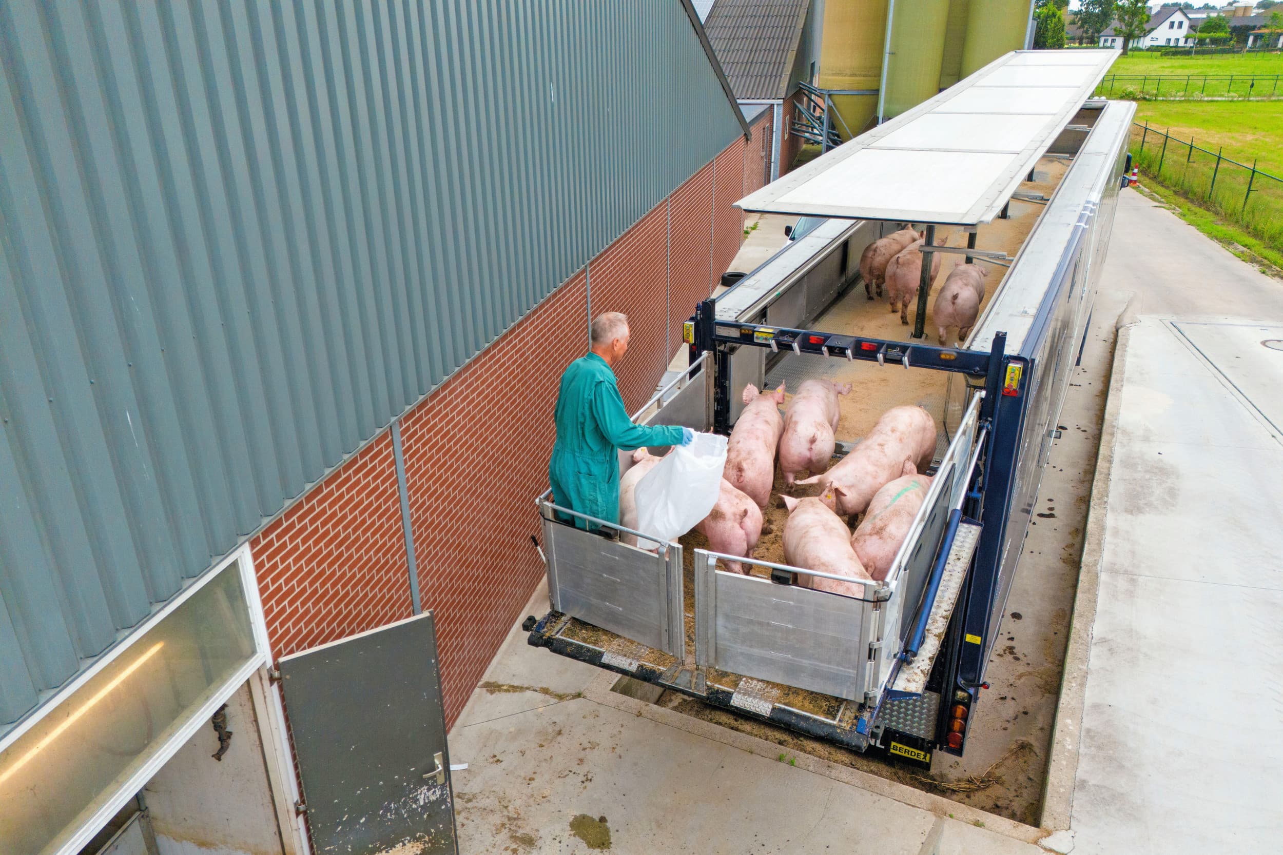 geen verschuiving genetica varkens