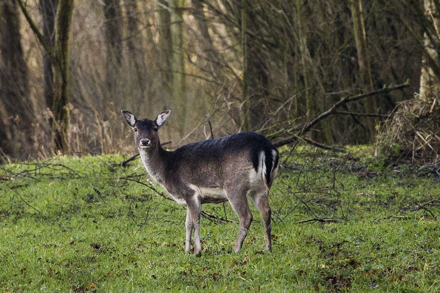 Damhert in de Hoeksche Waard. – Foto: ANP