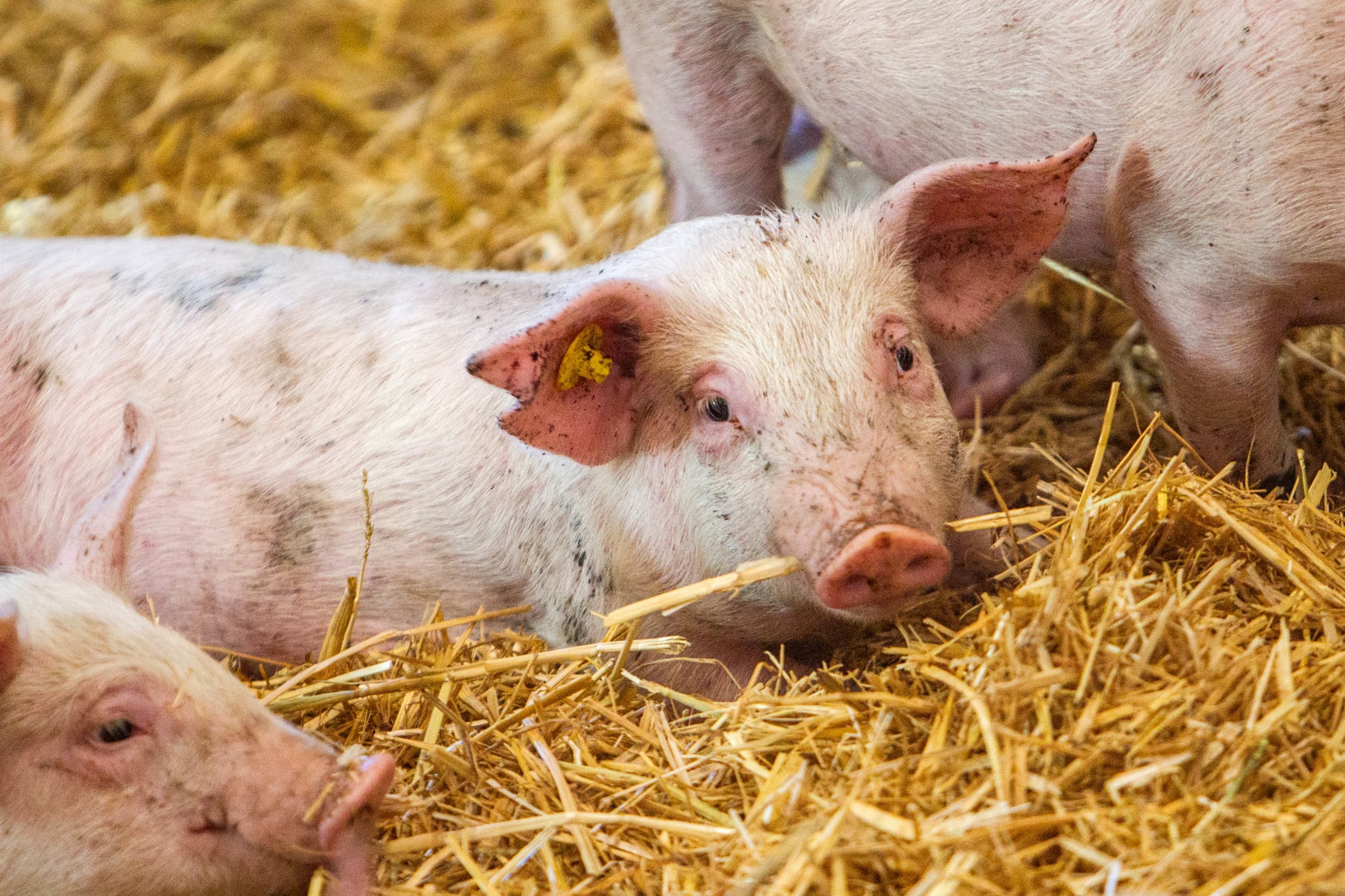 Een emissiearme stal waar biggen op stro liggen. – Foto: Ronald Hissink
