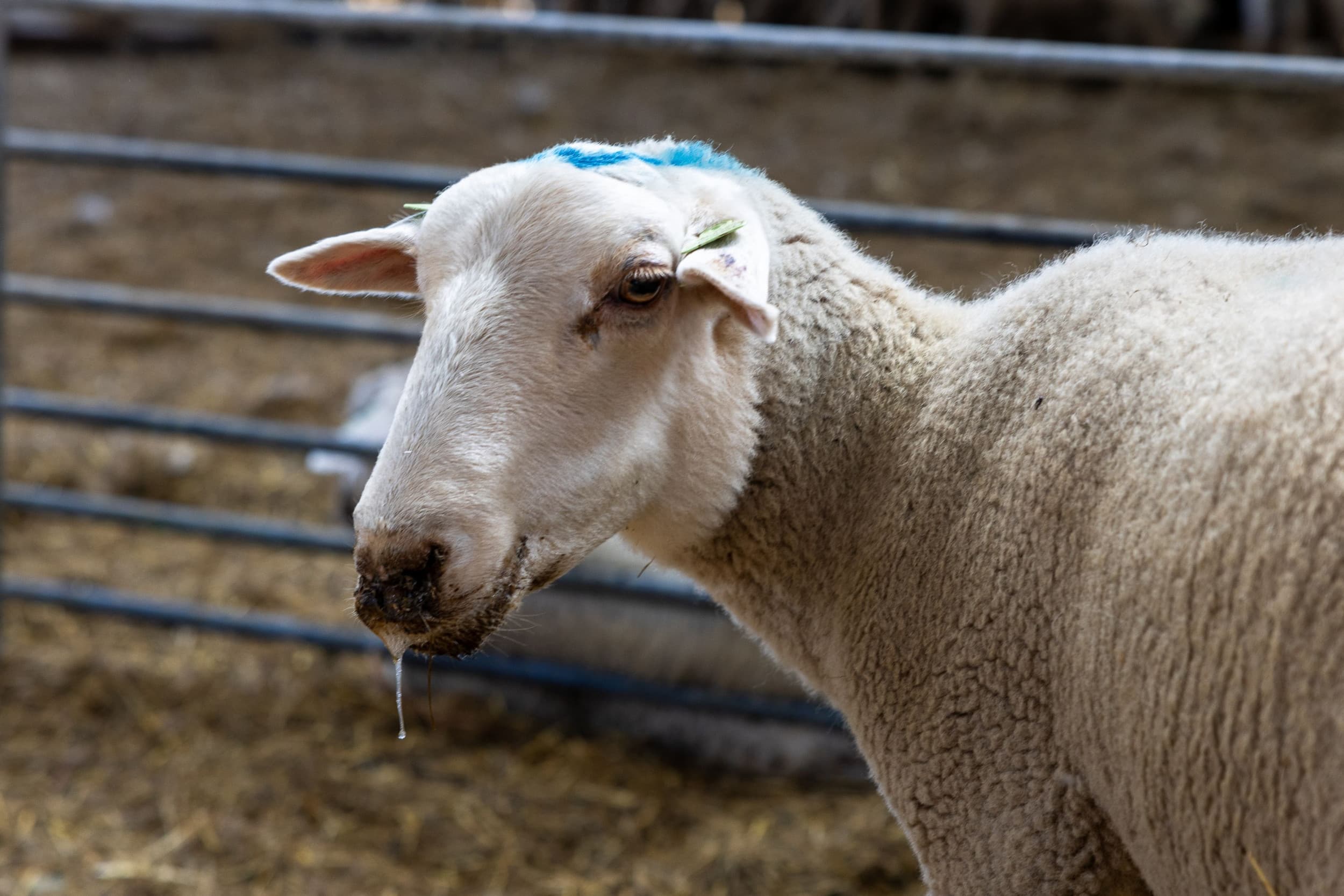 Het aantal nieuwe blauwtongbesmettingen dat er dagelijks bijkomt, neemt nog altijd toe. – Foto: Koos Groenewold