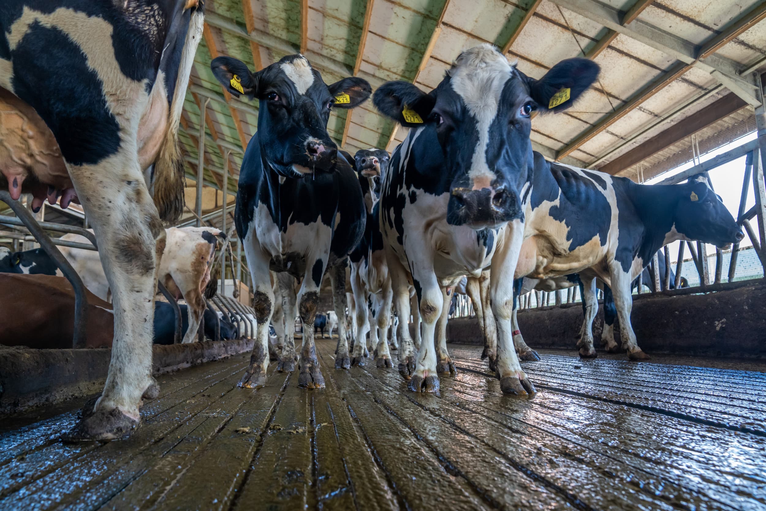 Wiersma gaat met de melkveesector in gesprek over een vrijwillige regeling om de veestapel tegen vergoeding te verkleinen en voermaatregelen om mest te verminderen. – Foto: Bert Jansen