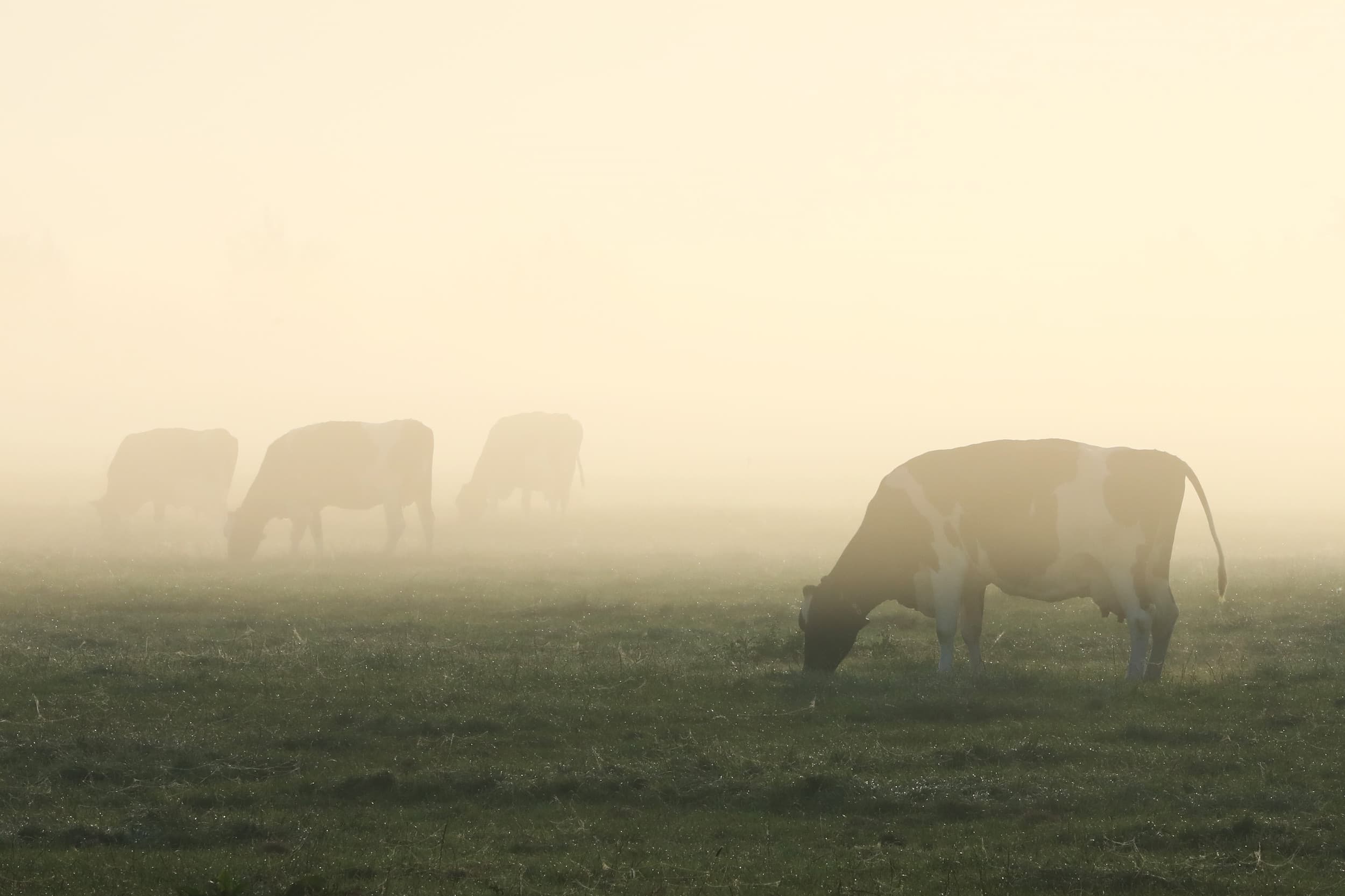 De Kamer eist snelle duidelijkheid van het kabinet over de invulling van grondgebondenheid in de veehouderij. Foto: Henk Riswick
