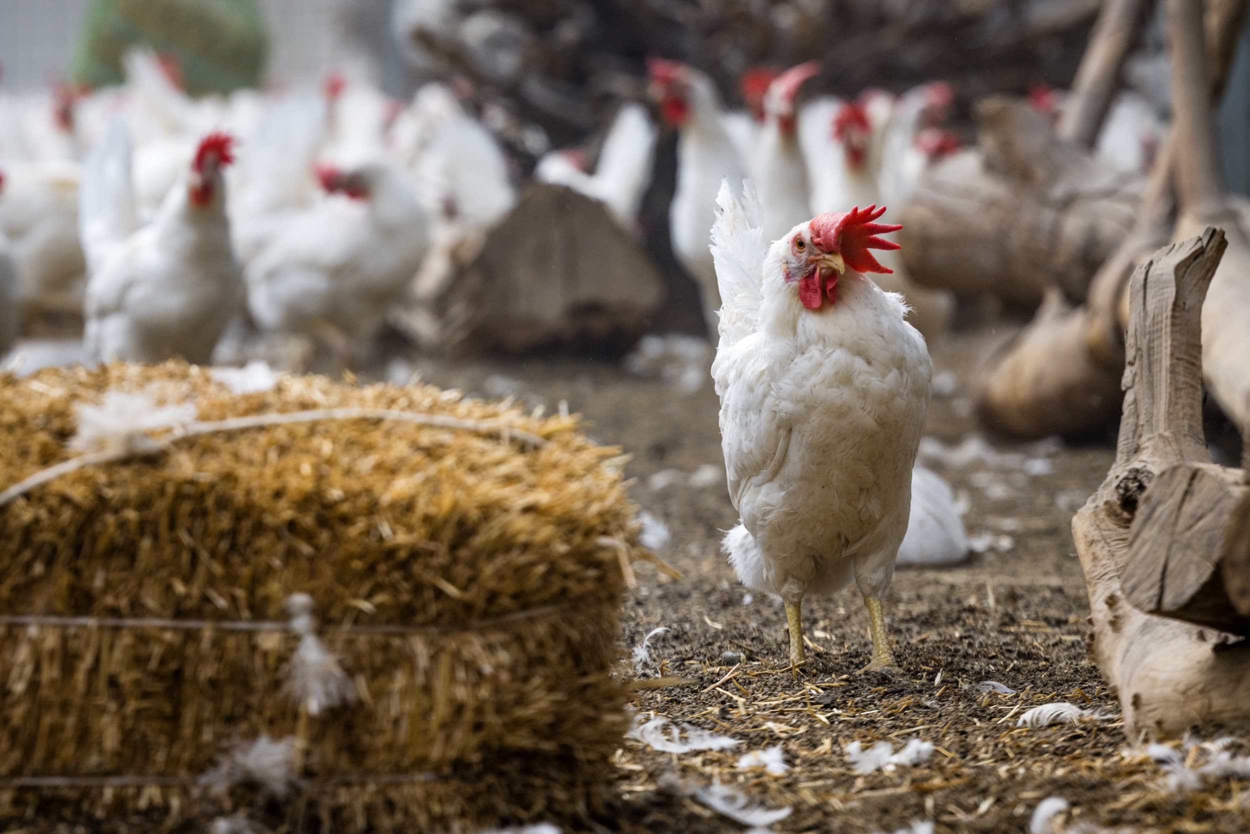 Het pluimveebedrijf Kipster in Venray (L.). Op deze boerderij leggen kippen op een klimaatneutrale en diervriendelijke manier eieren voor de Lidl. – Foto: ANP