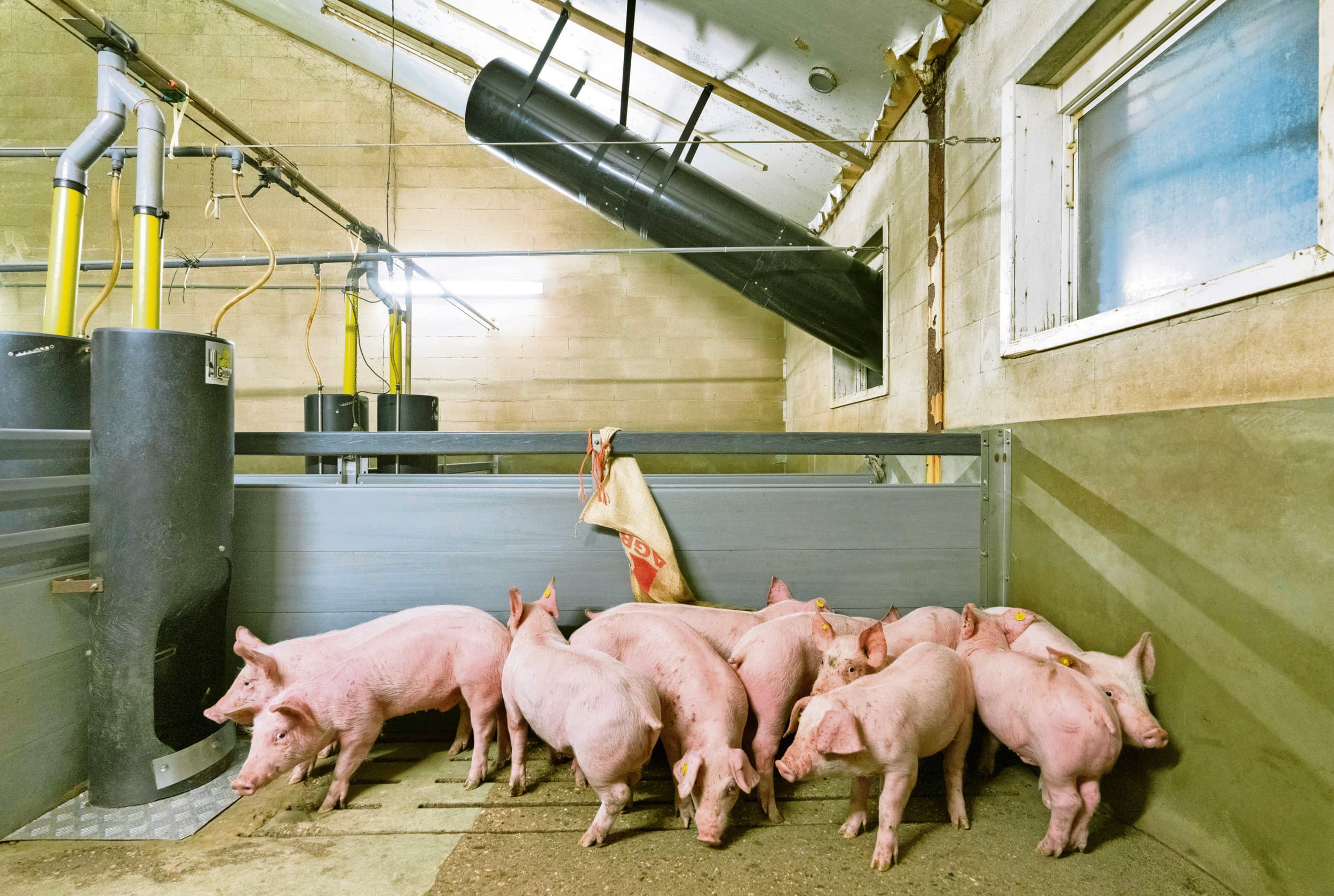 Een gerenoveerde varkensstal onder meer voorzien van een luchtwasser. De eerste doelvoorschriftvergunning met een emissieplafond is een feit. Foto: Ruud Ploeg