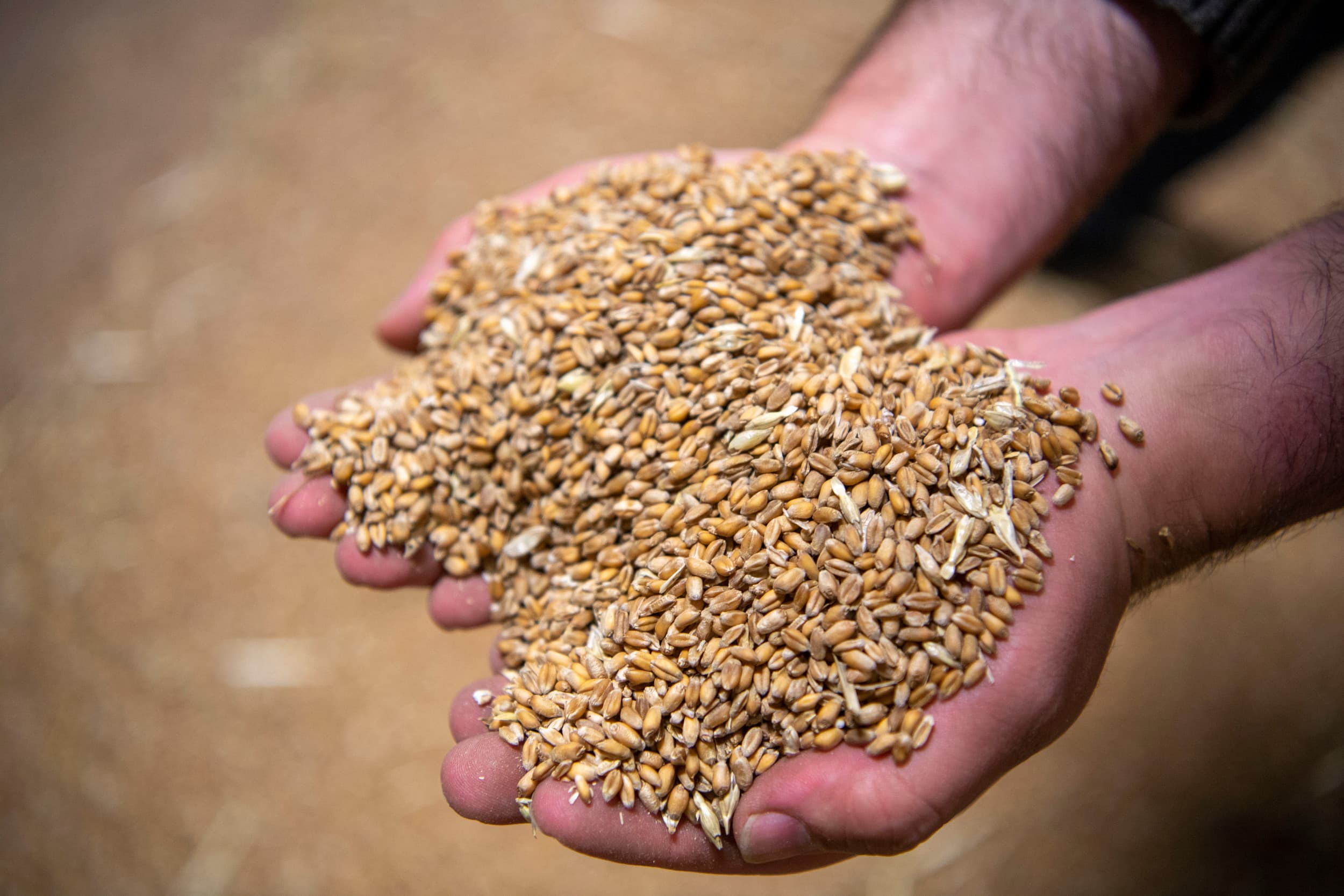 Het Nederlands Bakkerij Centrum (NBC) voert bakproeven uit om te onderzoeken hoe Nederlandse tarwe door teelt en bemesting een betere bakkwaliteit kan krijgen. Foto: Mark Pasveer