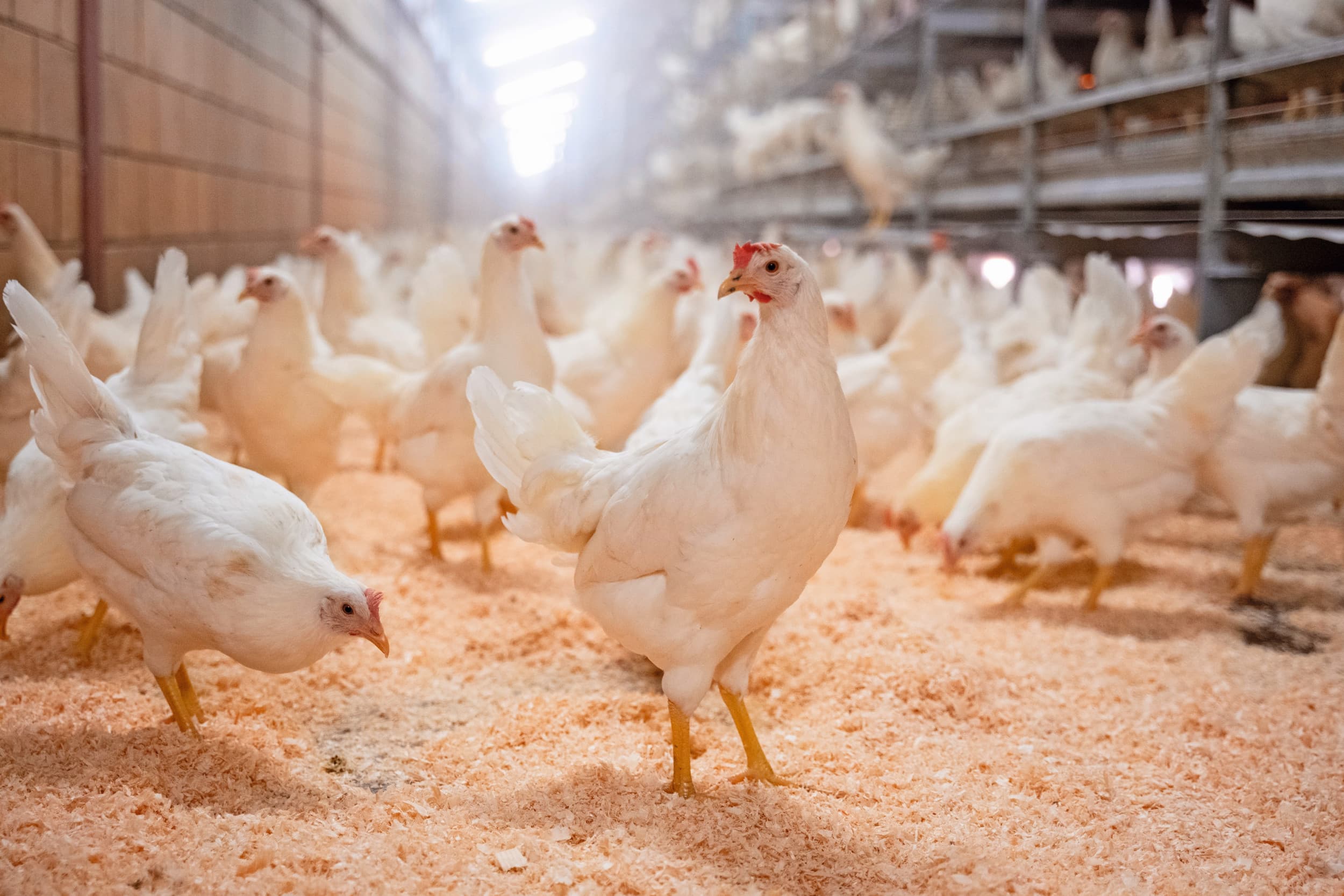 pluimvee vaccineren tegen salmonella