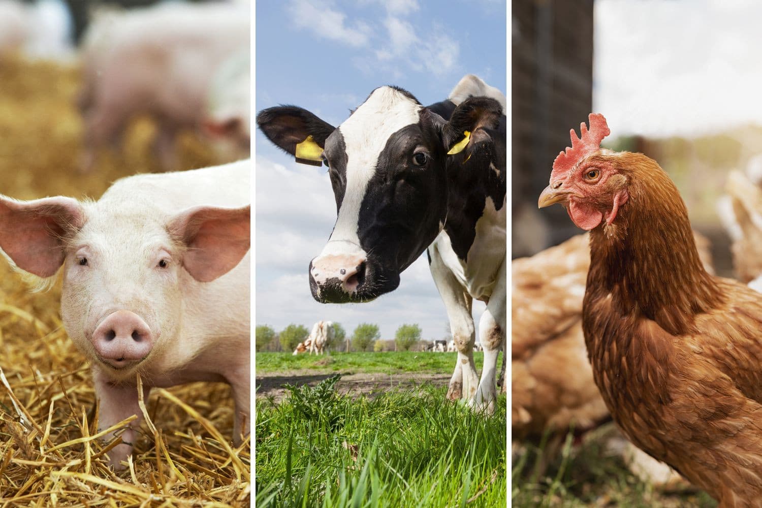 Wageningen University & Research schat dat de invoering van dierenwelzijnsmaatregelen in het convenant dierwaardige veehouderij jaarlijks €1 miljard kost en tot 12% hogere kosten voor boeren leidt, wat hun rentabiliteit en inkomens onder druk zet. Foto’s: Canva, beeldbewerking